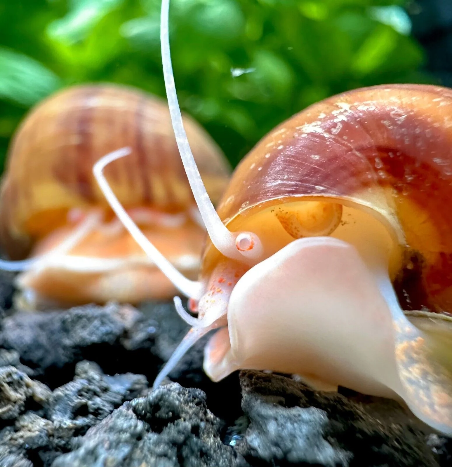 Chestnut Mystery Snail - Image 3