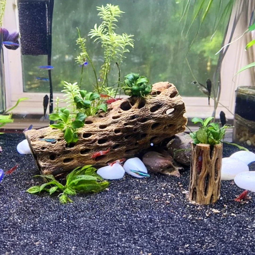 Cholla Driftwood Sticks | Shrimp Approved - Image 3