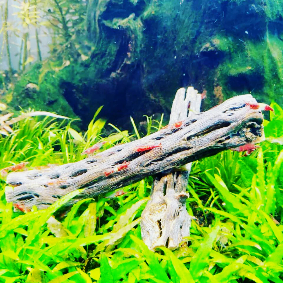 Cholla Driftwood Sticks | Shrimp Approved - Image 4