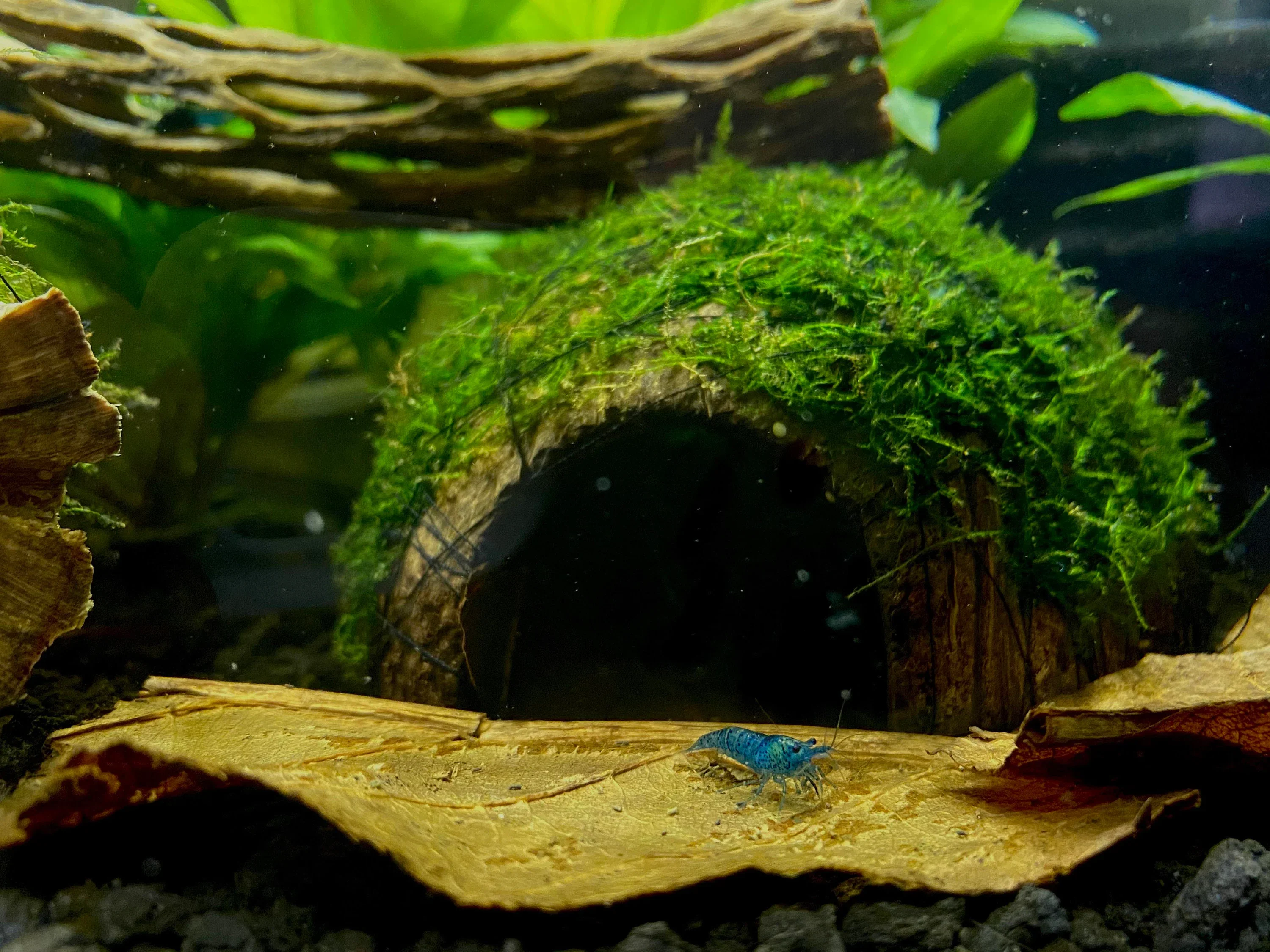 Christmas Moss on Coconut Shell Bridge - Image 3