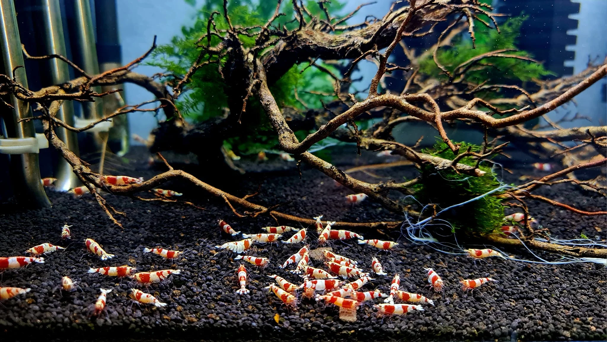 Crystal Red Caridina Shrimp - Image 3