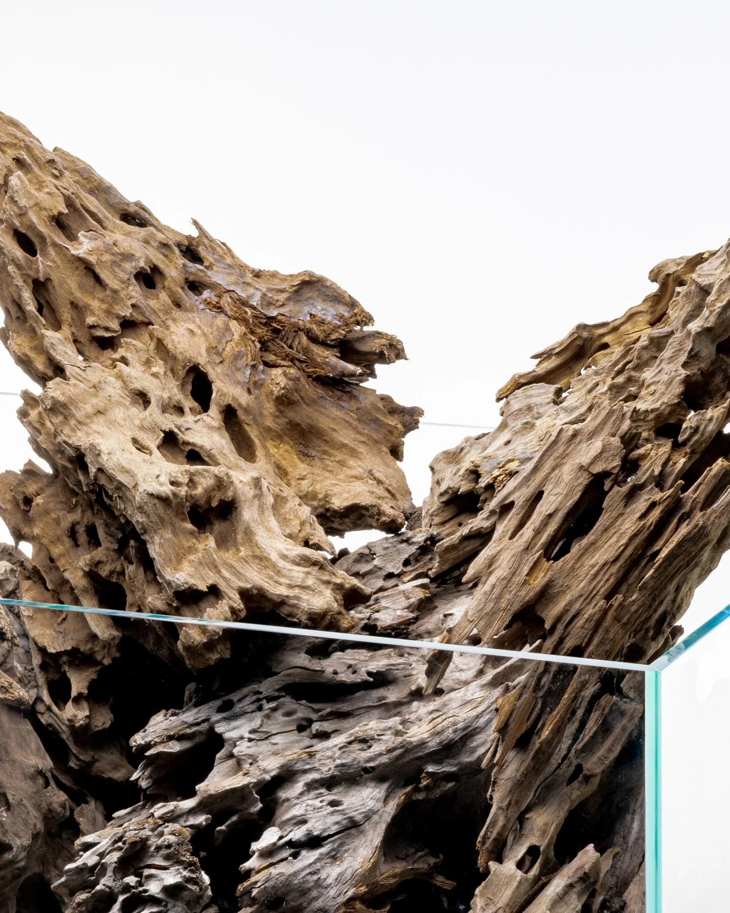 Dragon Driftwood | Aquascape Grade - Image 5