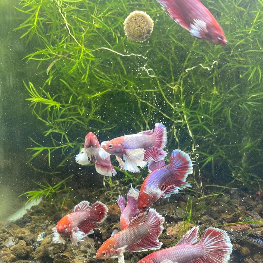 Dumbo Lavender Female Betta Fish - Image 4