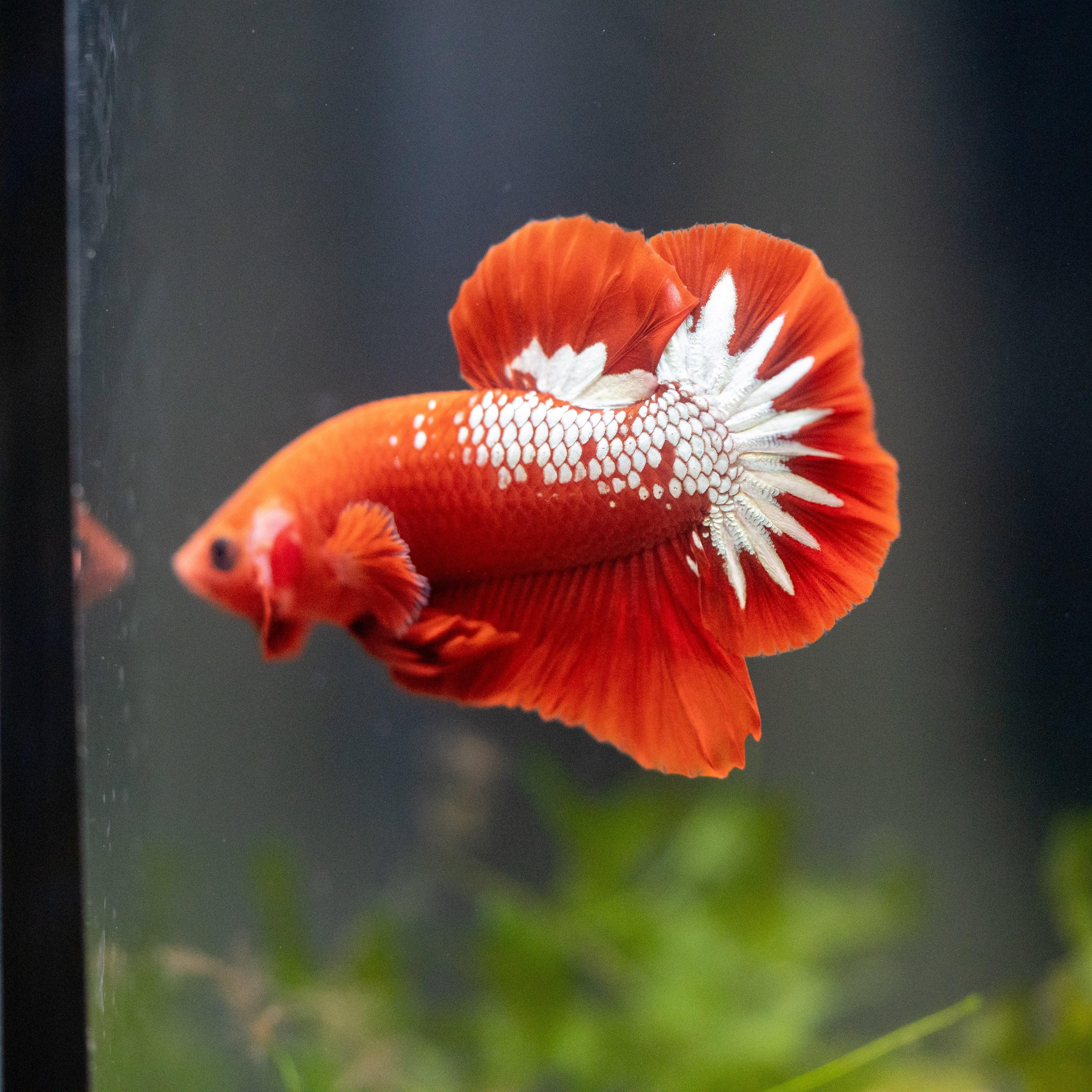 Fancy Copper Red Hellboy Plakat Male Betta Fish | Mystery Betta - Image 5