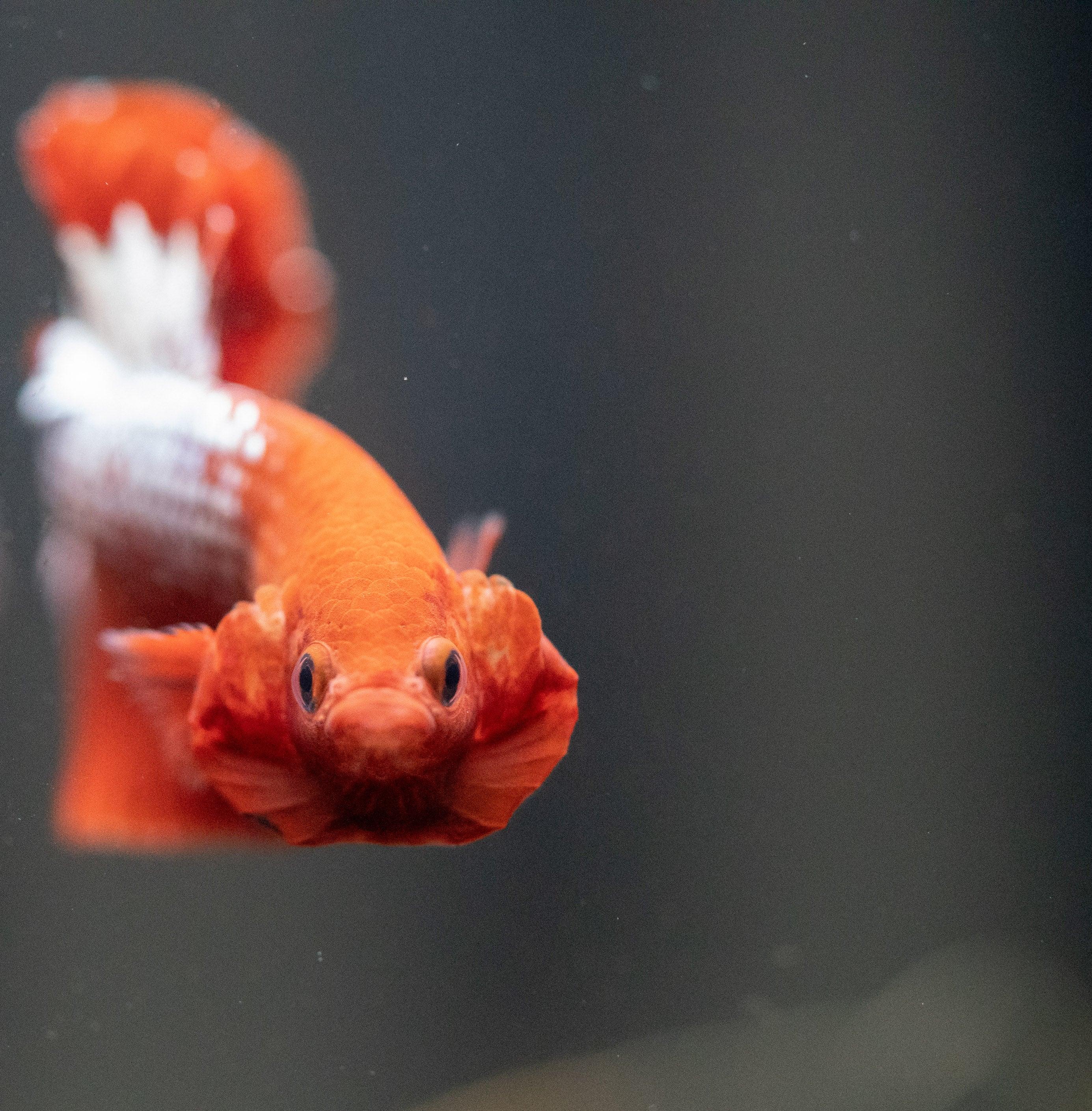 Fancy Copper Red Hellboy Plakat Male Betta Fish | Mystery Betta - Image 6