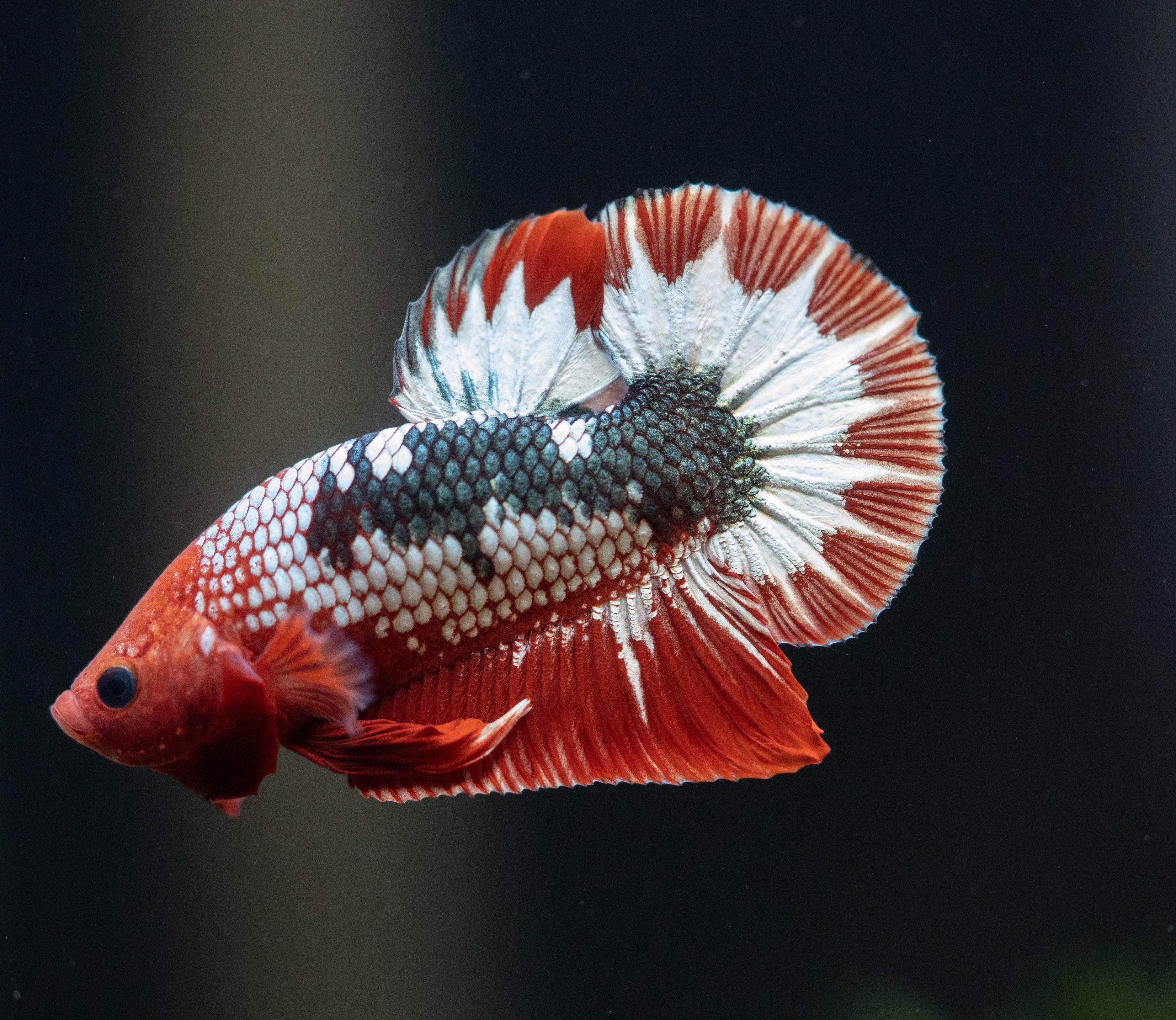 Fancy Copper Red Hellboy Plakat Male Betta Fish | Mystery Betta - Image 8