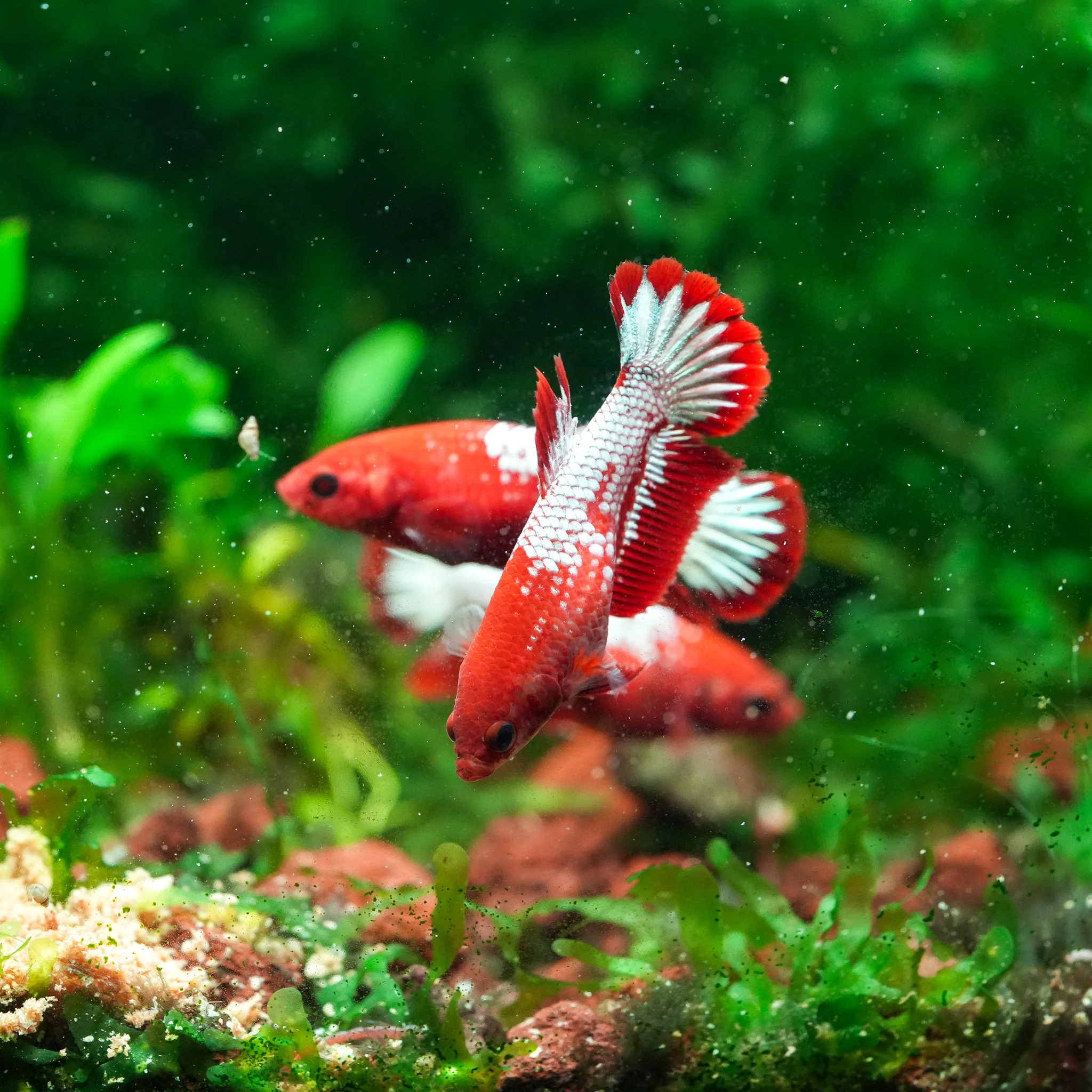 Fancy Copper Start Tail Female Betta Fish Sorority | Successful Sorority Pack - Image 3