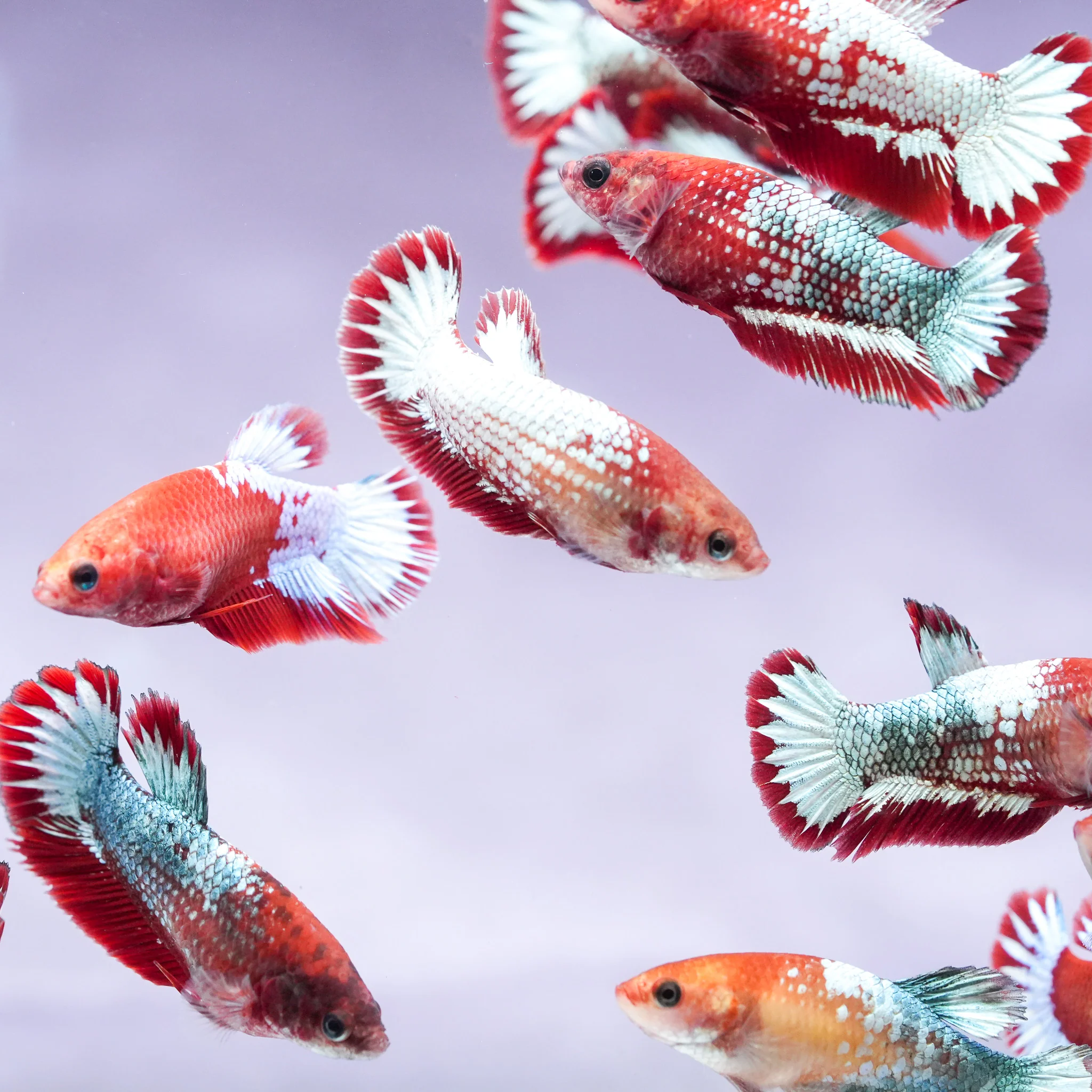 Fancy Copper Start Tail Female Betta Fish Sorority | Successful Sorority Pack - Image 4