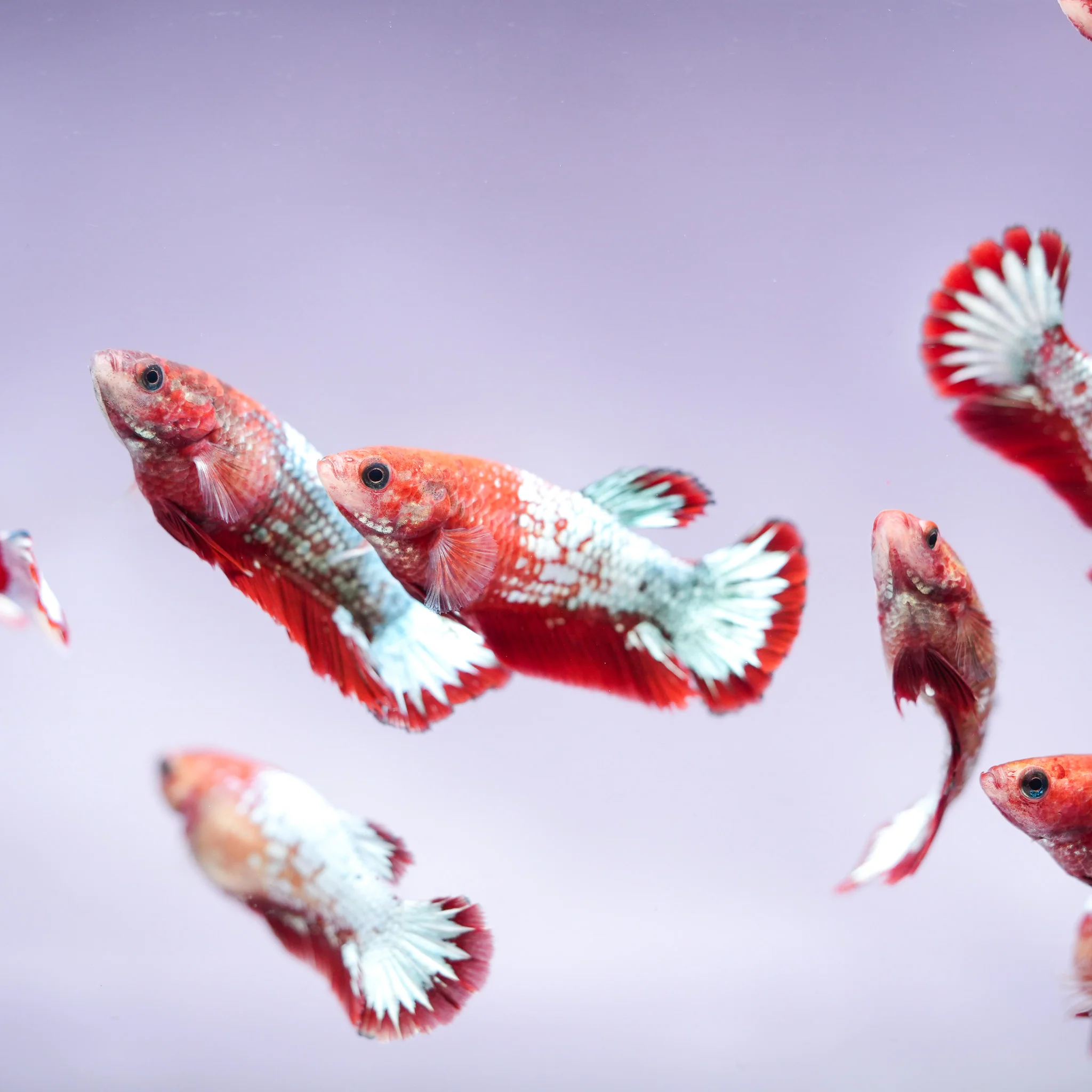 Fancy Copper Start Tail Female Betta Fish Sorority | Successful Sorority Pack - Image 5