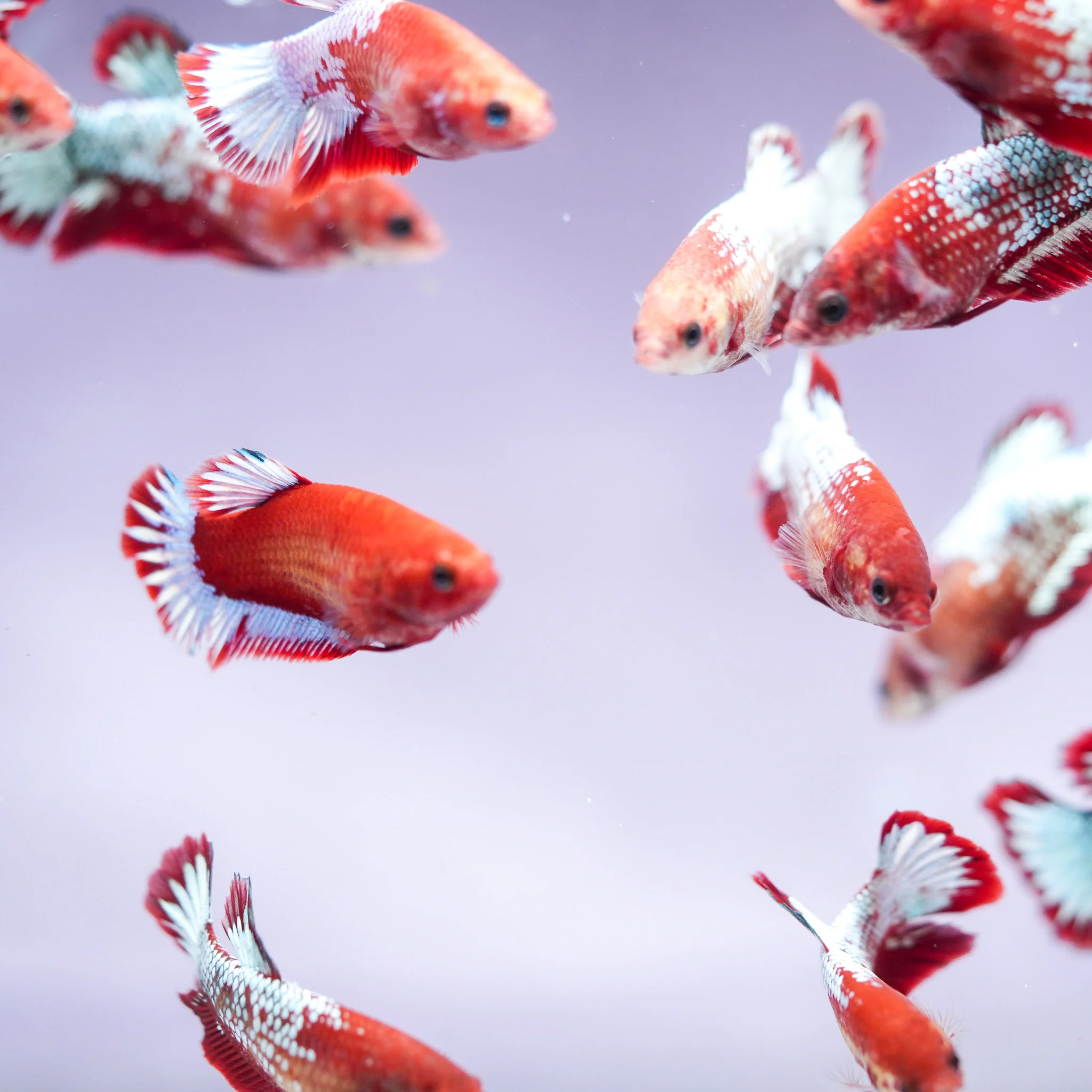 Fancy Copper Start Tail Female Betta Fish Sorority | Successful Sorority Pack - Image 6
