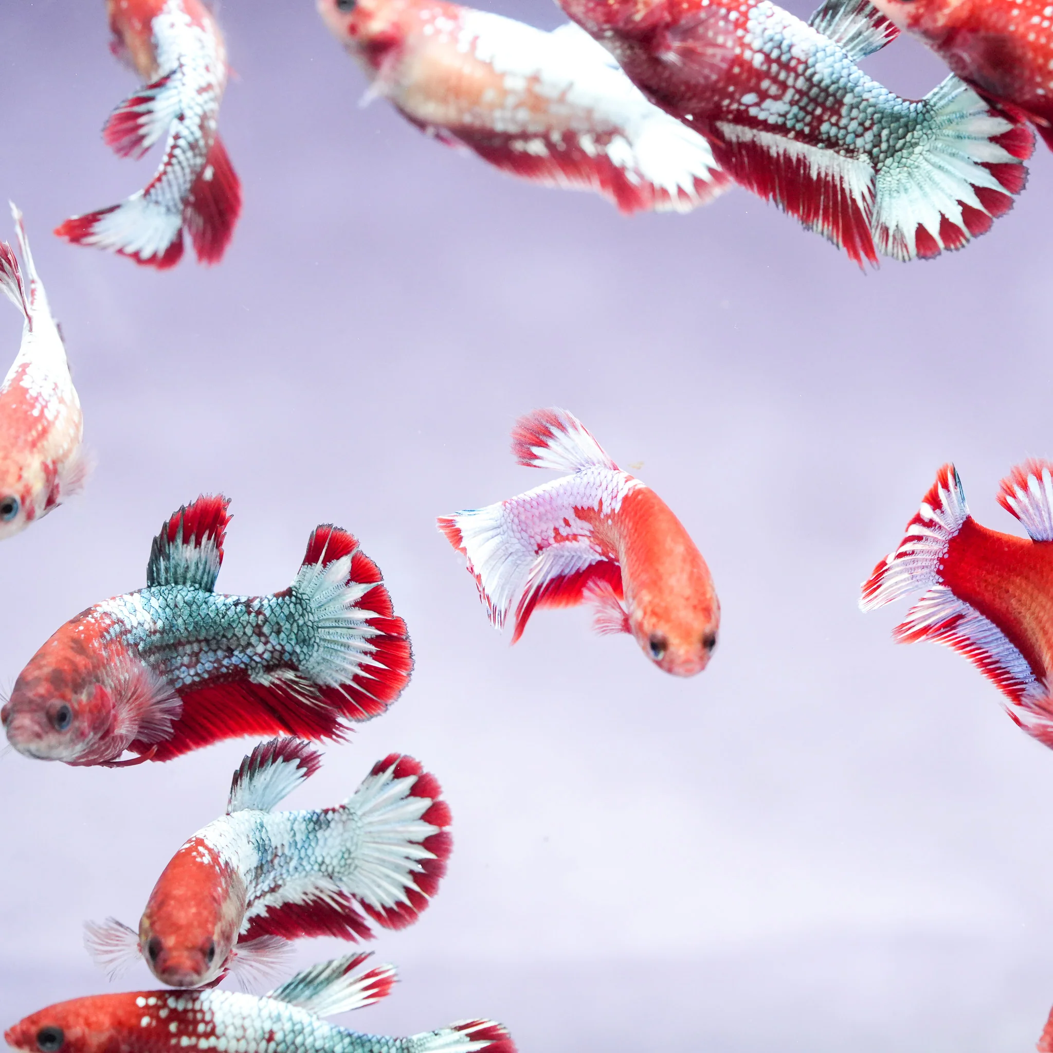 Fancy Copper Start Tail Female Betta Fish Sorority | Successful Sorority Pack - Image 7