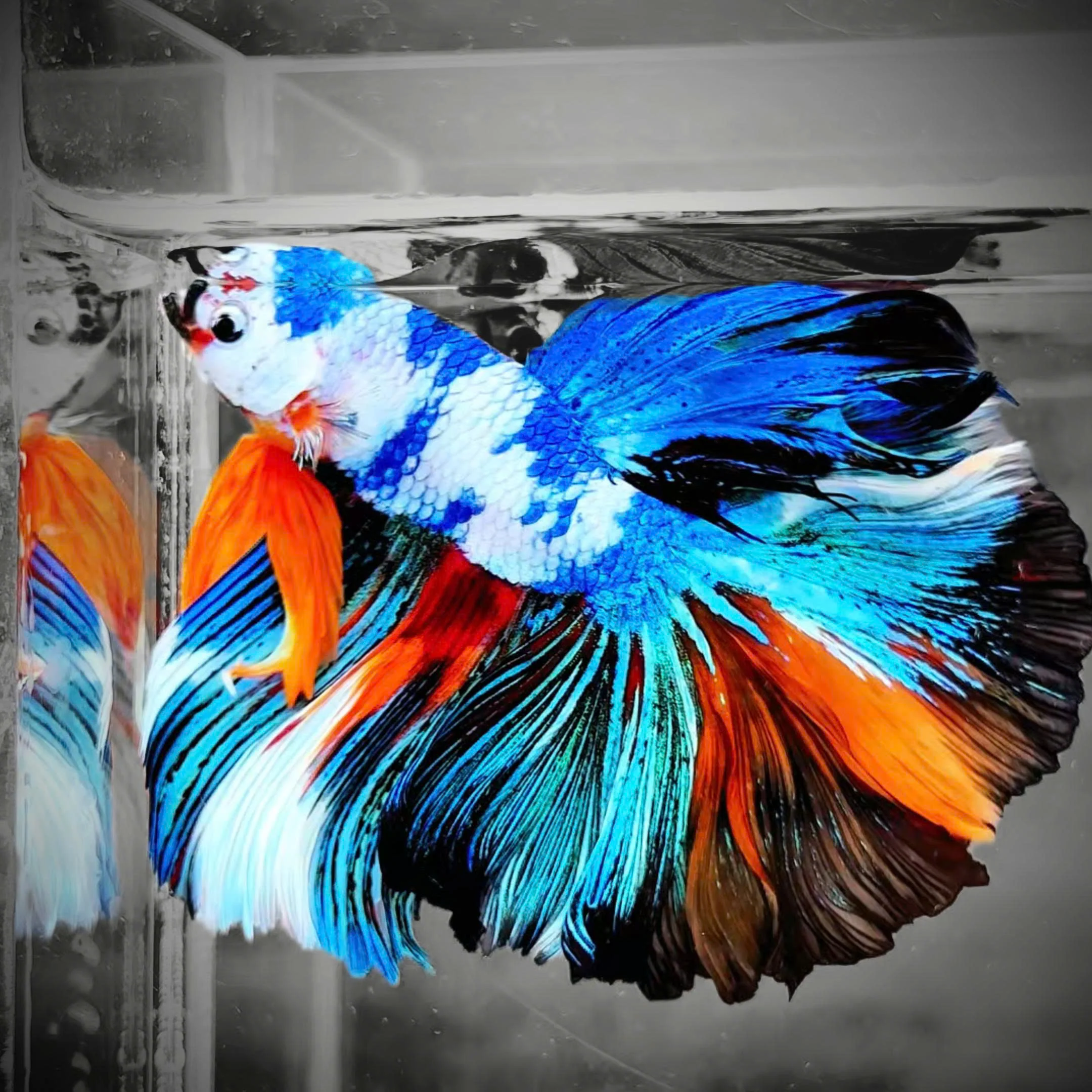 Fancy Halfmoon Male Betta Fish High Grade | Buy 4 Get 1 Free | Mystery Betta - Image 4