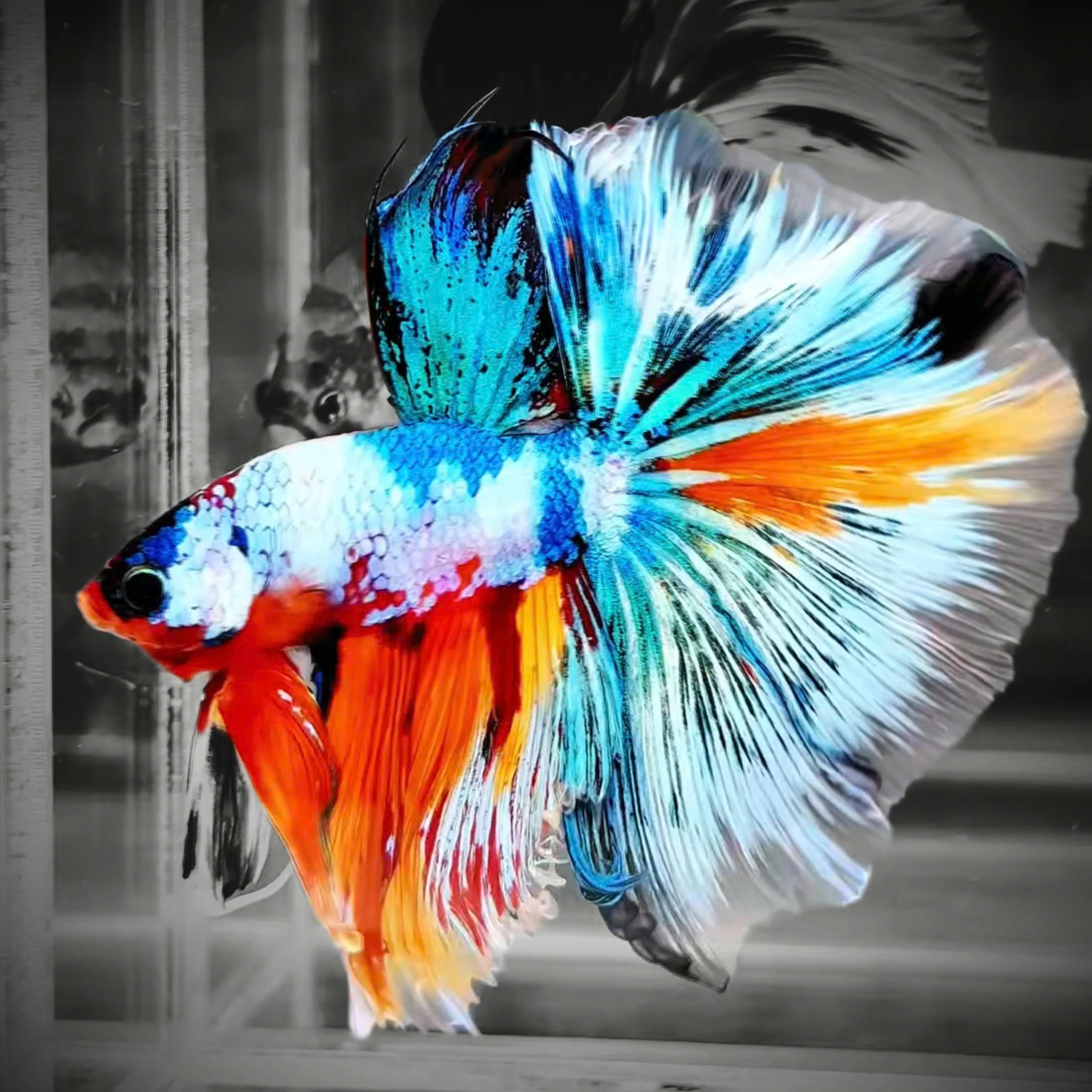 Fancy Halfmoon Male Betta Fish High Grade | Buy 4 Get 1 Free | Mystery Betta - Image 5