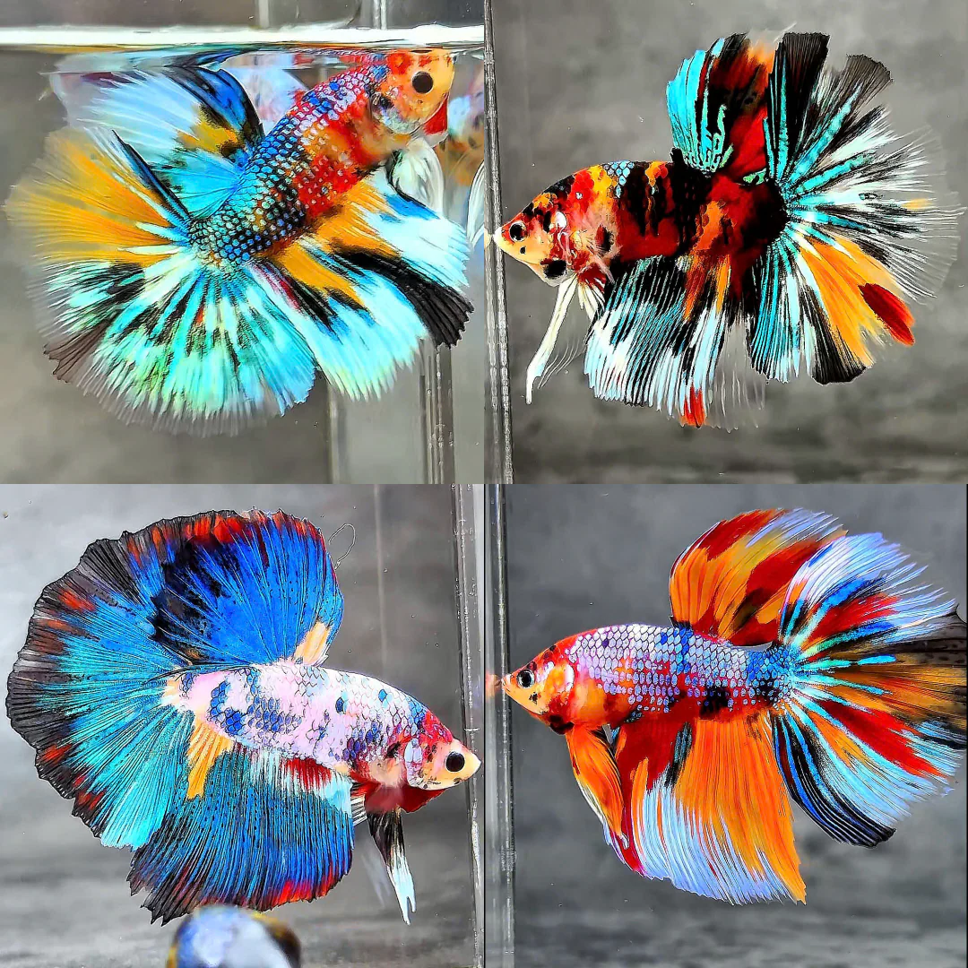 Fancy Halfmoon Male Betta Fish High Grade | Buy 4 Get 1 Free | Mystery Betta - Image 7