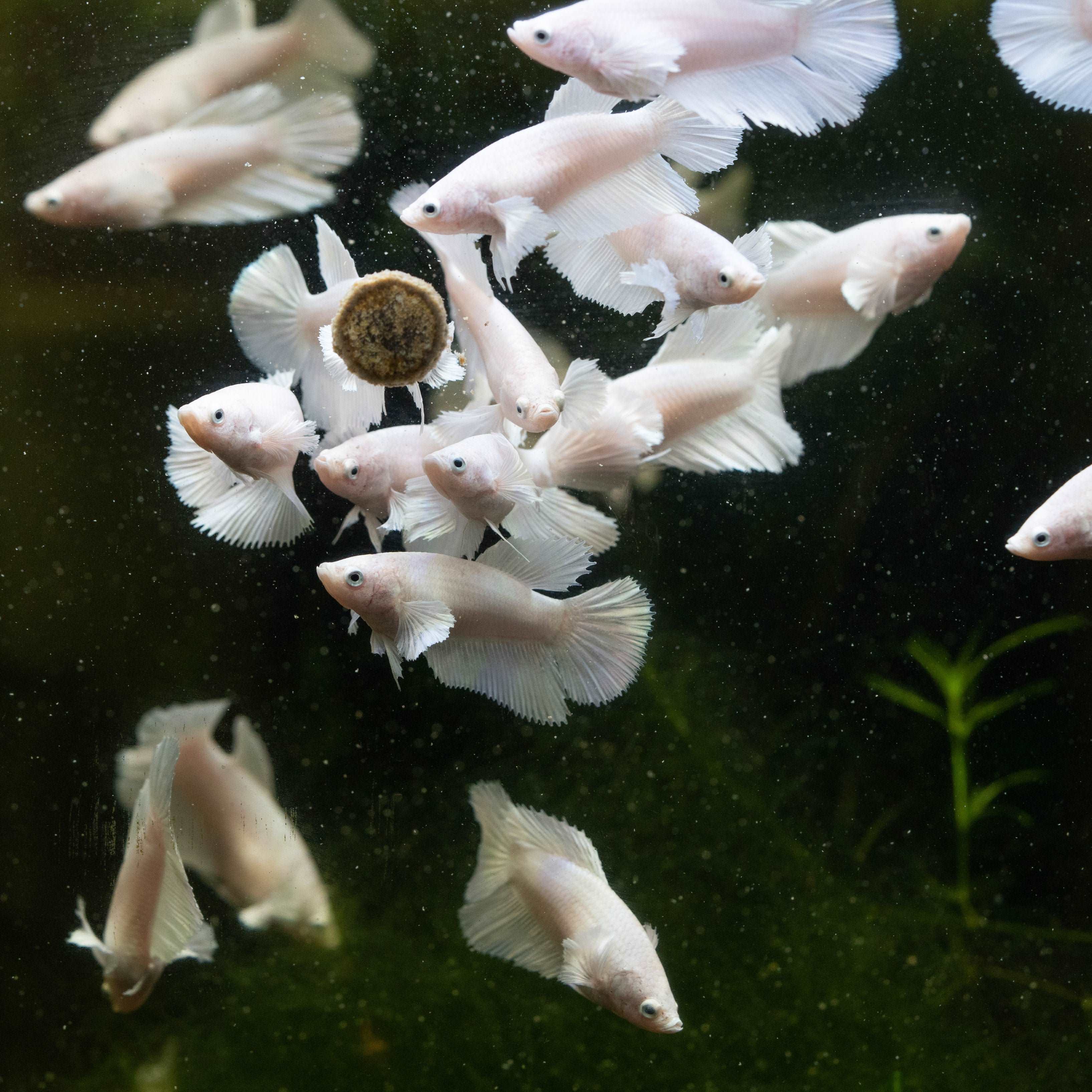 Female Betta Fish Dumbo White Halfmoon - Image 3
