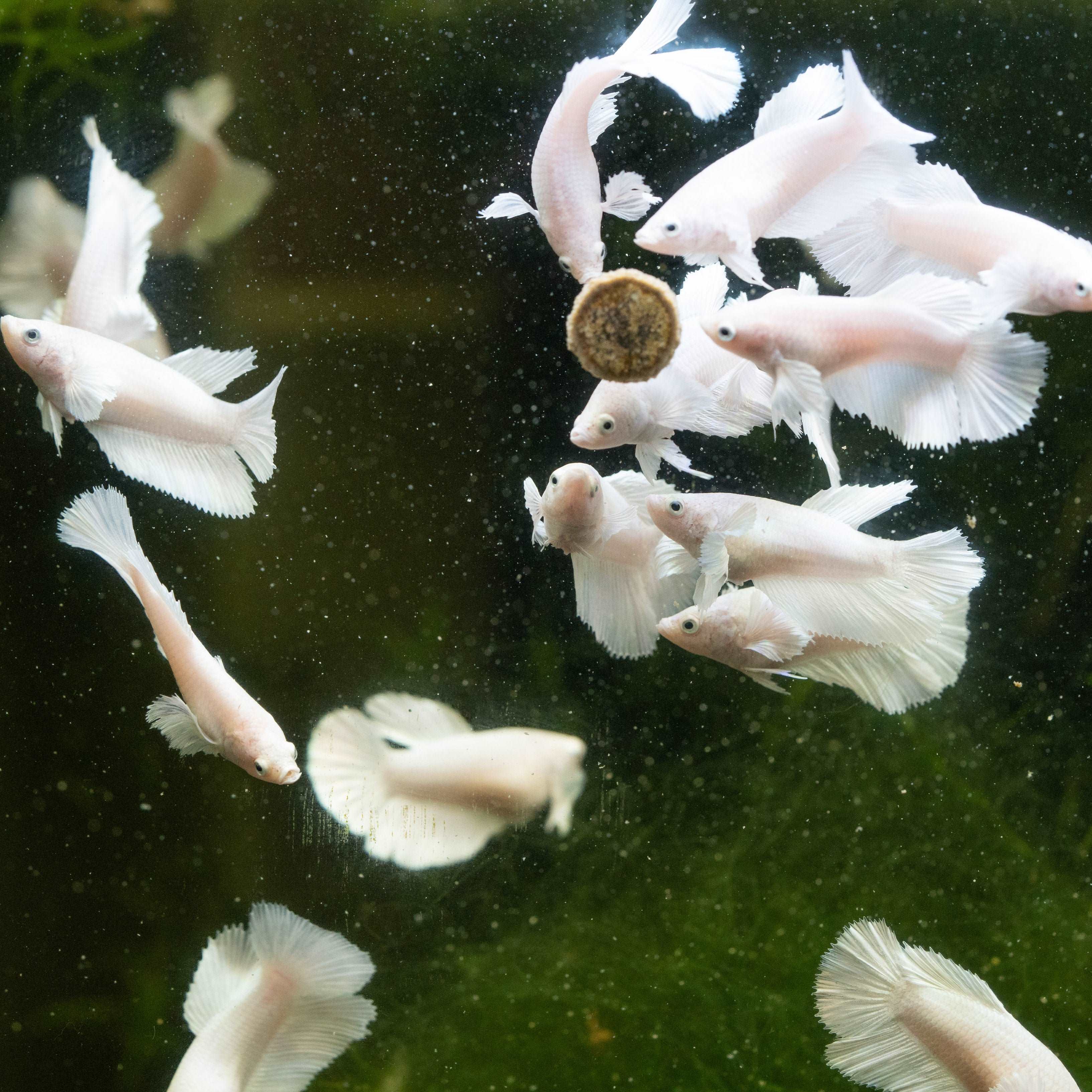 Female Betta Fish Dumbo White Halfmoon - Image 4