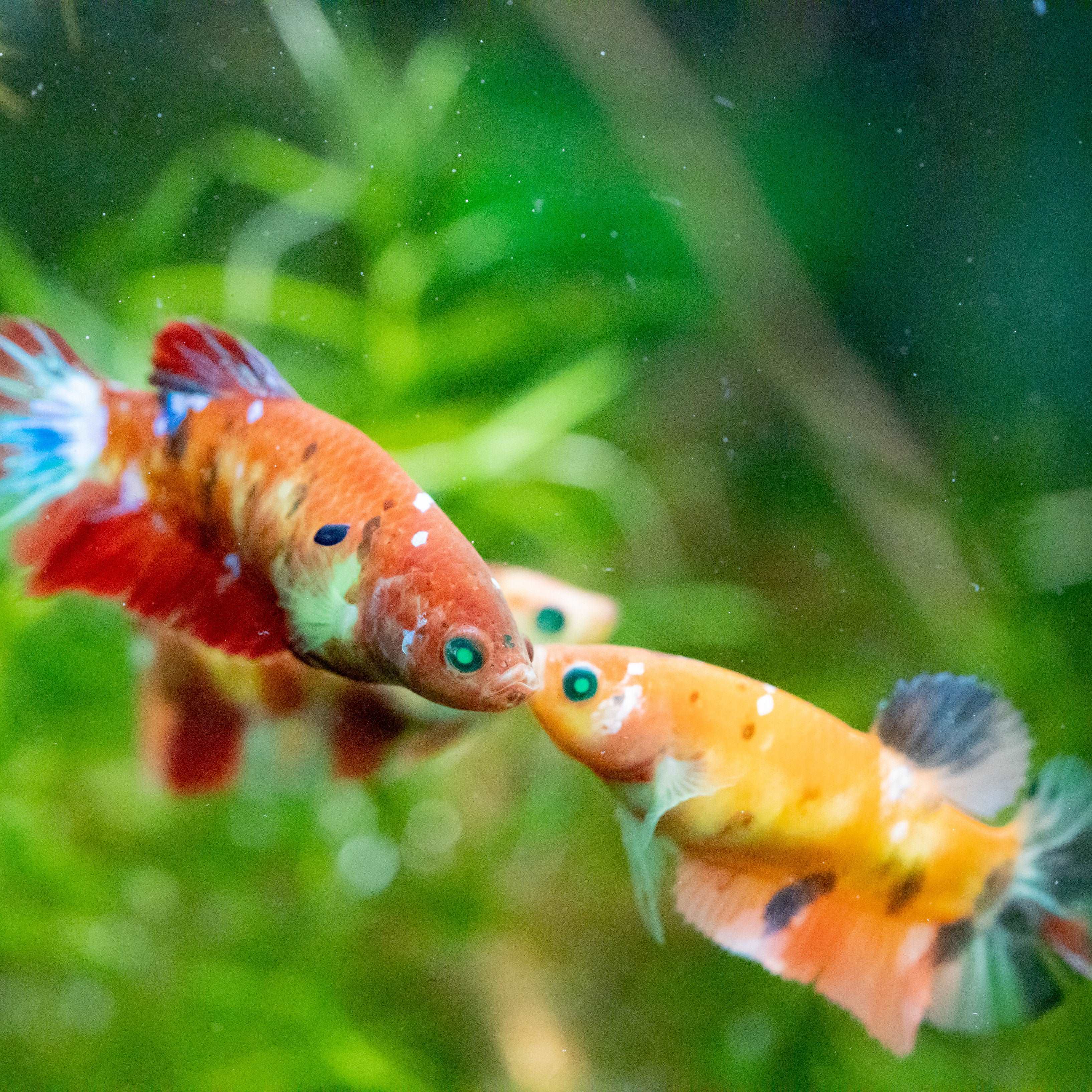 Female Betta Fish Koi Nemo Neon Plakat Sorority | Successful Sorority Pack - Image 10