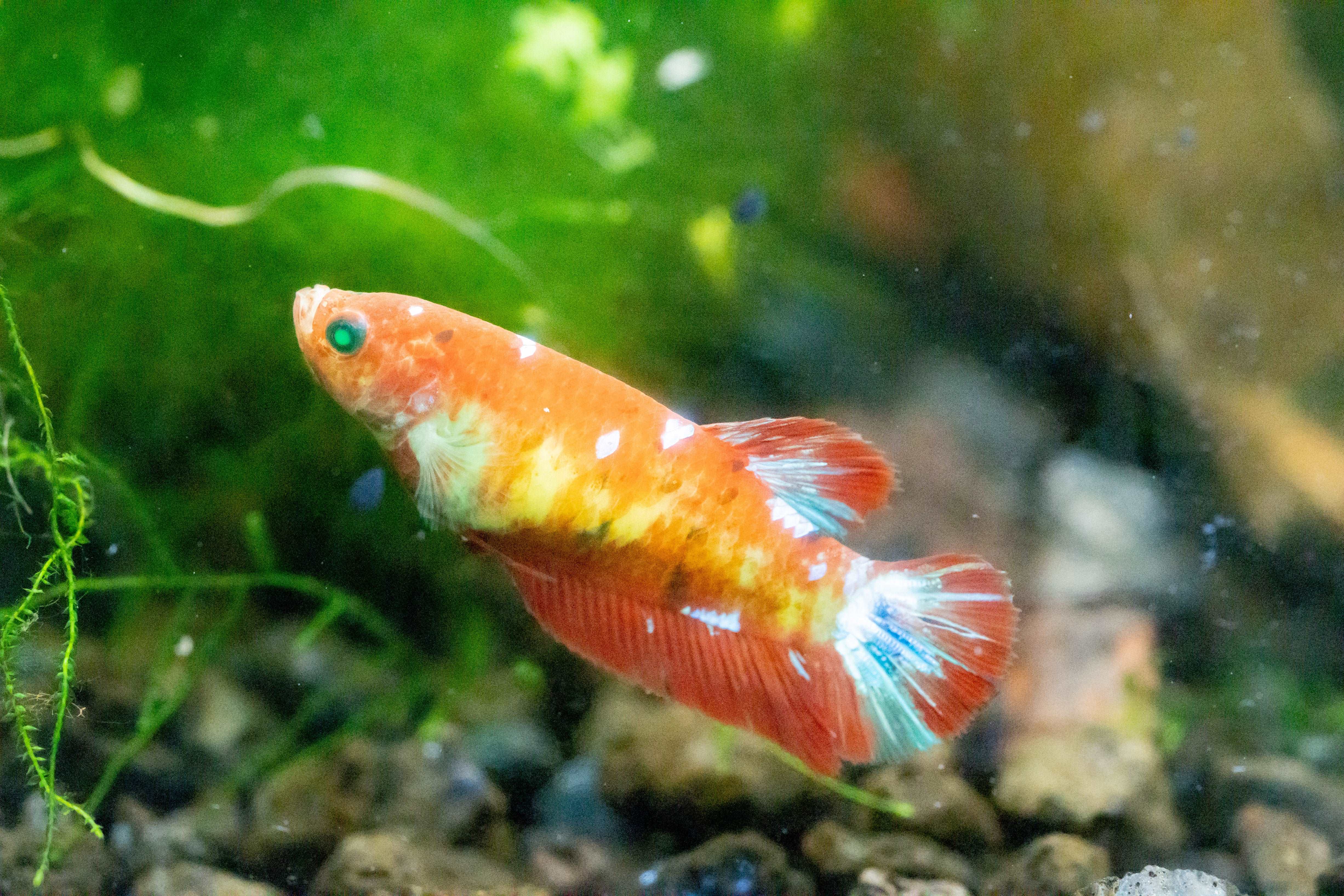 Female Betta Fish Koi Nemo Neon Plakat Sorority | Successful Sorority Pack - Image 11