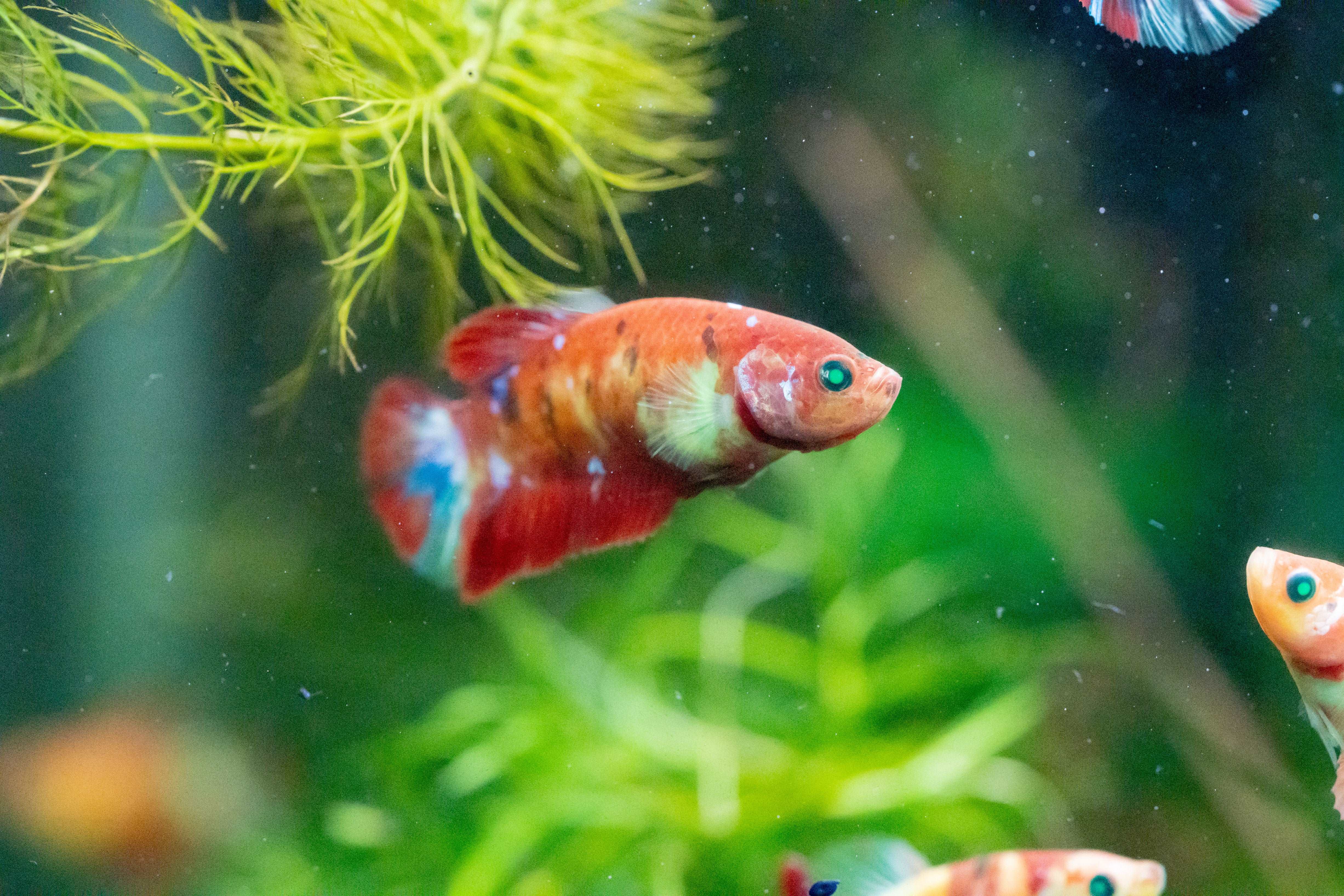 Female Betta Fish Koi Nemo Neon Plakat Sorority | Successful Sorority Pack - Image 12