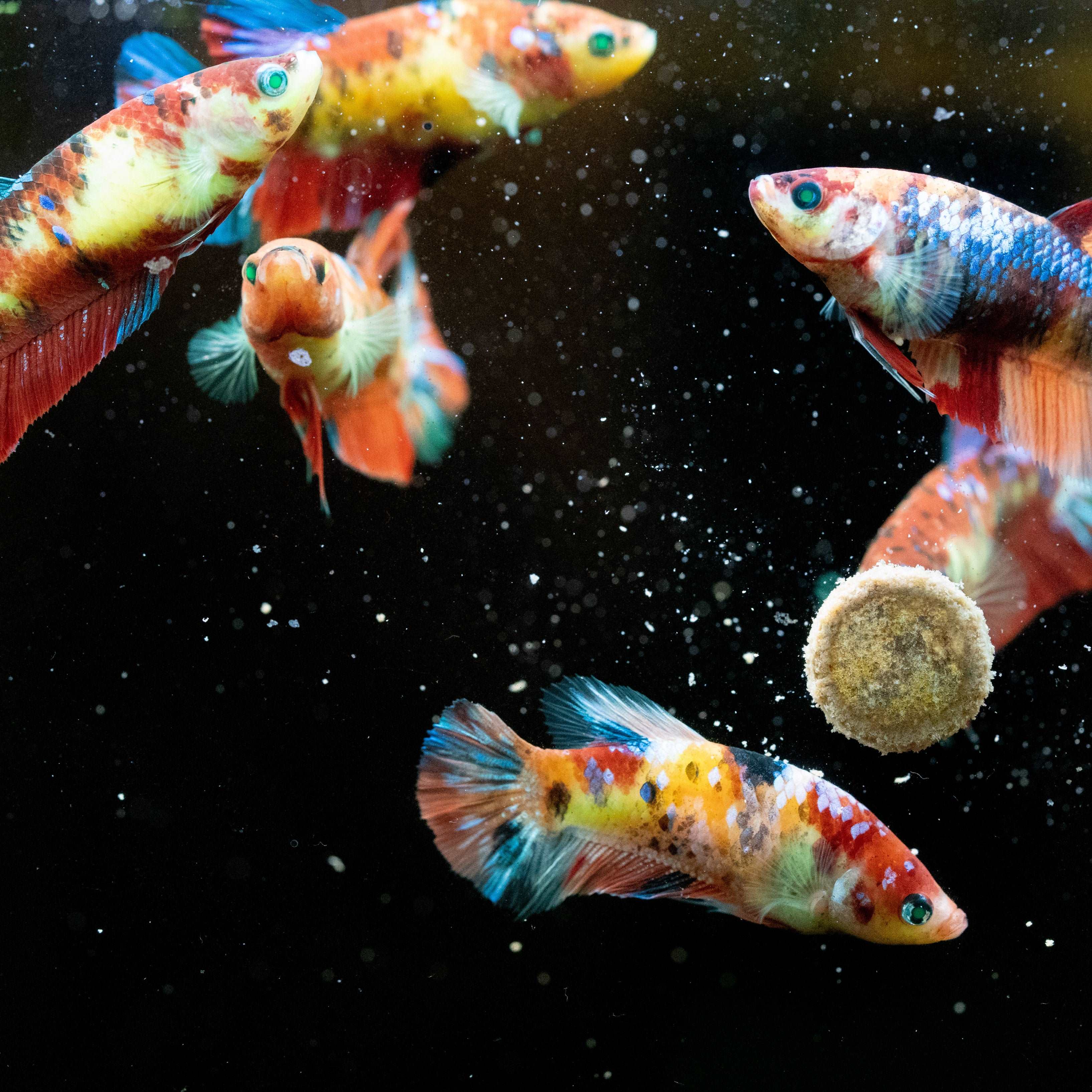 Female Betta Fish Koi Nemo Neon Plakat Sorority | Successful Sorority Pack - Image 3