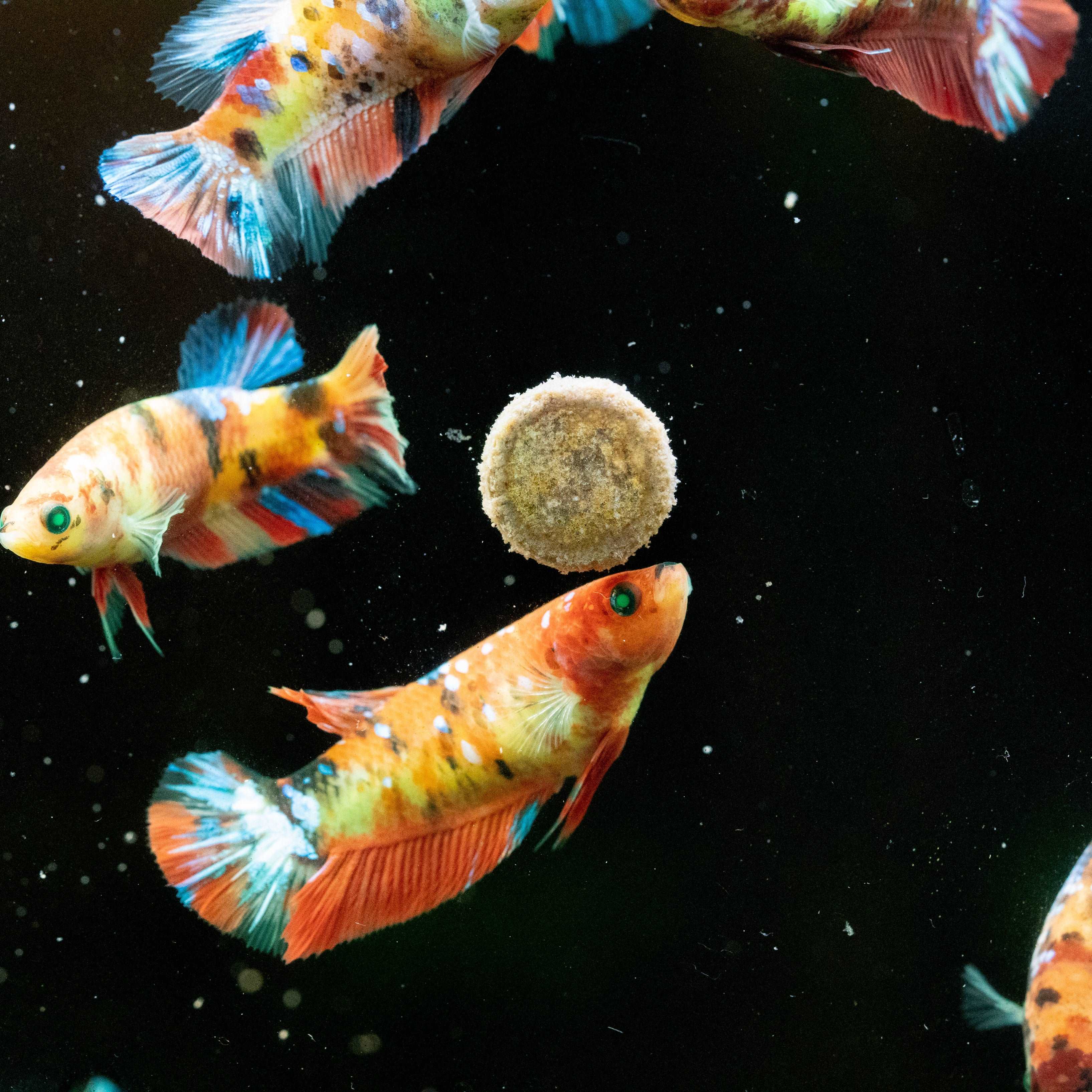 Female Betta Fish Koi Nemo Neon Plakat Sorority | Successful Sorority Pack - Image 4