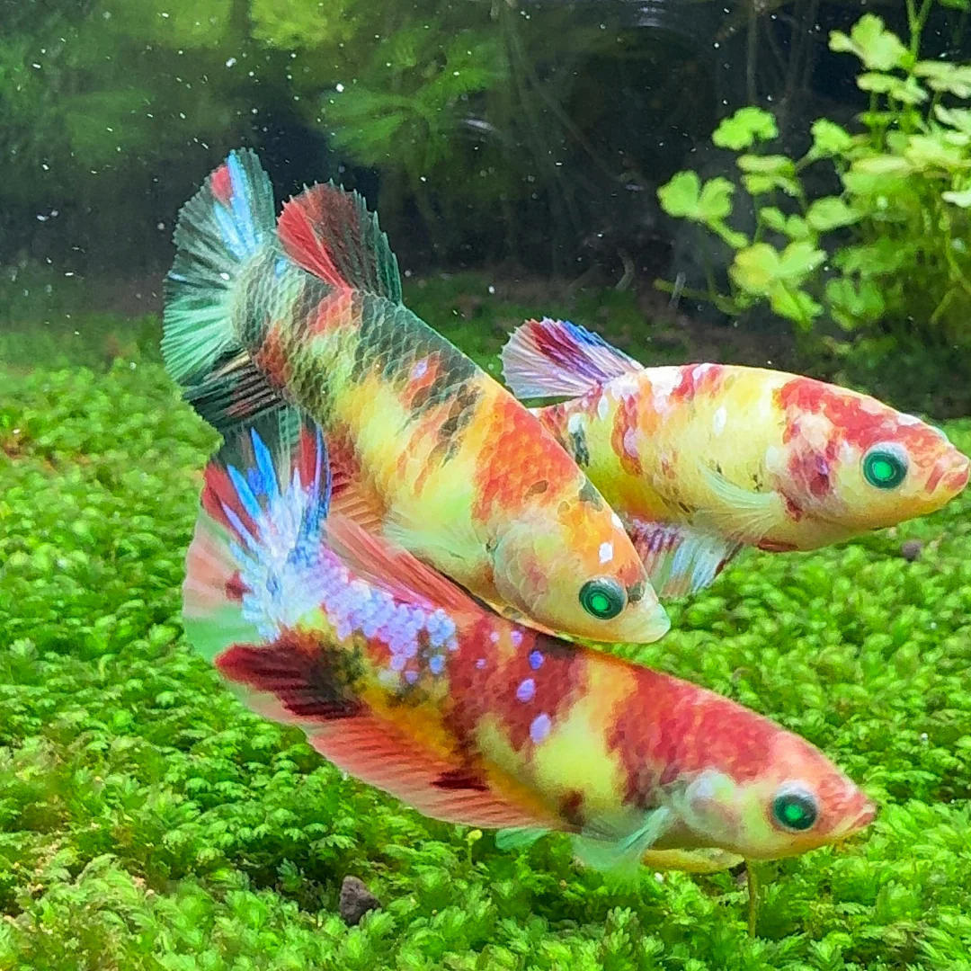 Female Betta Fish Koi Nemo Neon Plakat Sorority | Successful Sorority Pack - Image 5