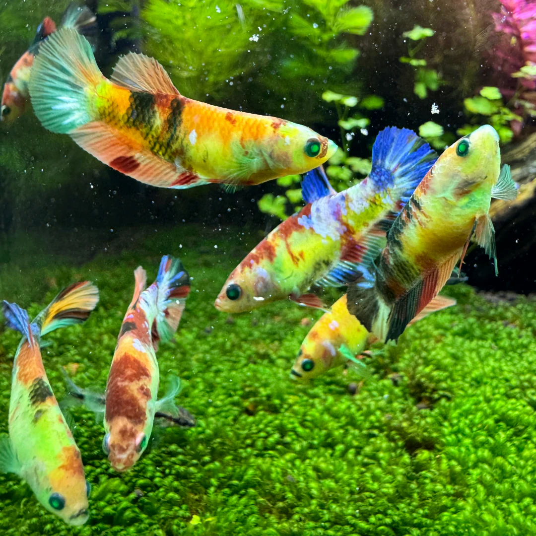 Female Betta Fish Koi Nemo Neon Plakat Sorority | Successful Sorority Pack - Image 6