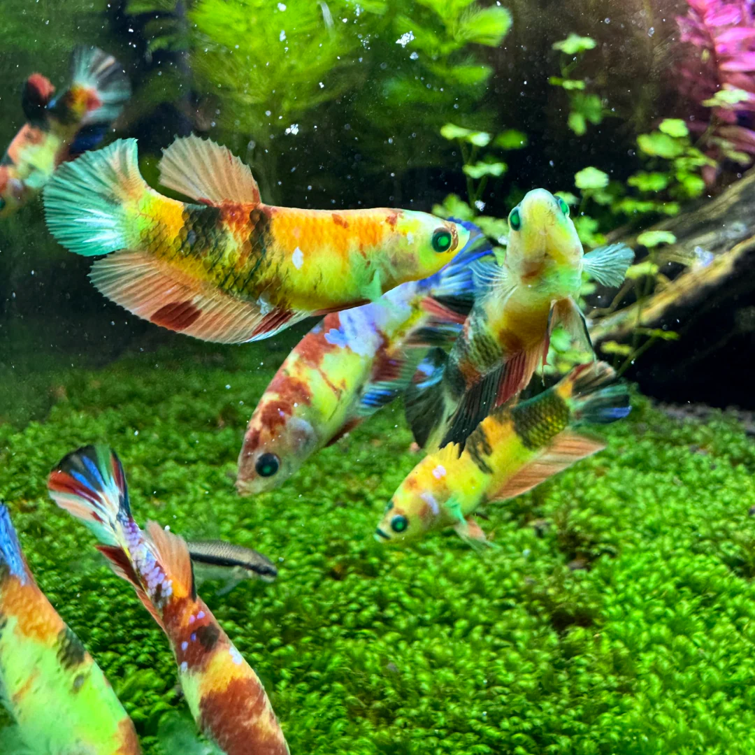 Female Betta Fish Koi Nemo Neon Plakat Sorority | Successful Sorority Pack - Image 7
