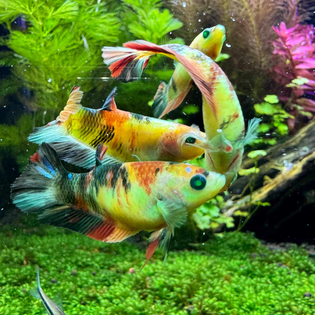 Female Betta Fish Koi Nemo Neon Plakat Sorority | Successful Sorority Pack - Image 8