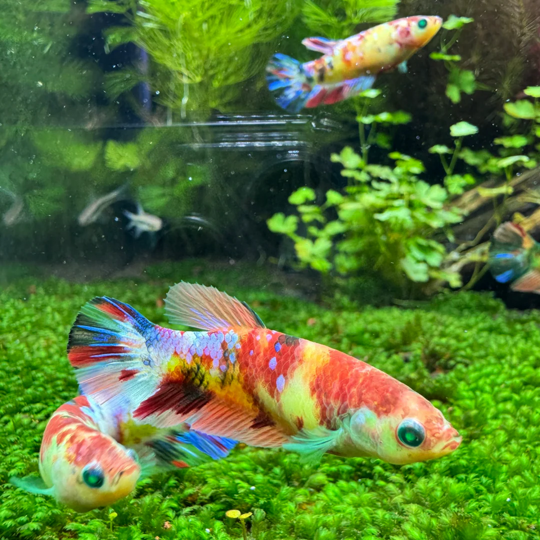 Female Betta Fish Koi Nemo Neon Plakat Sorority | Successful Sorority Pack - Image 9