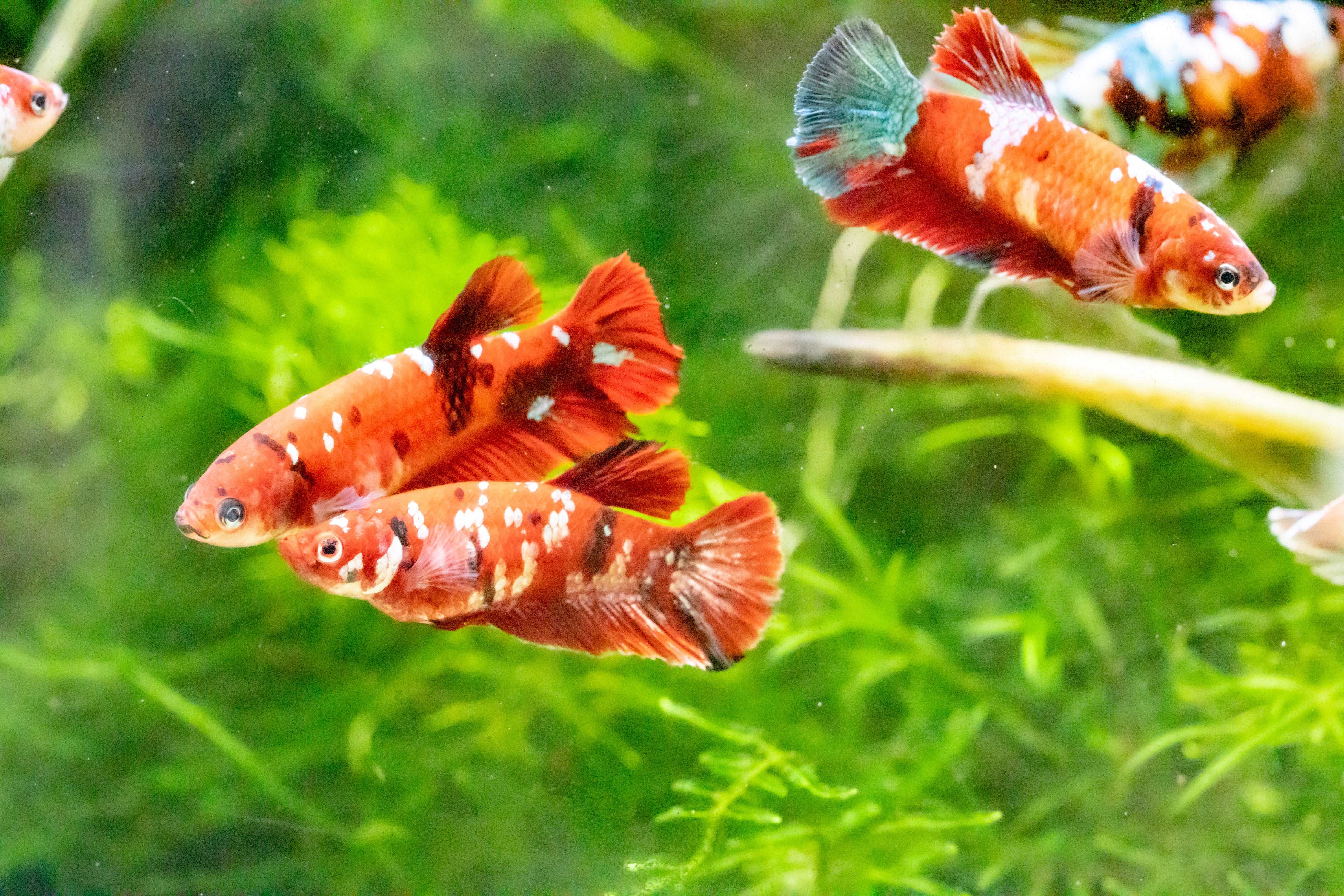 Female Betta Fish Koi Red Galaxy Plakat - Image 3