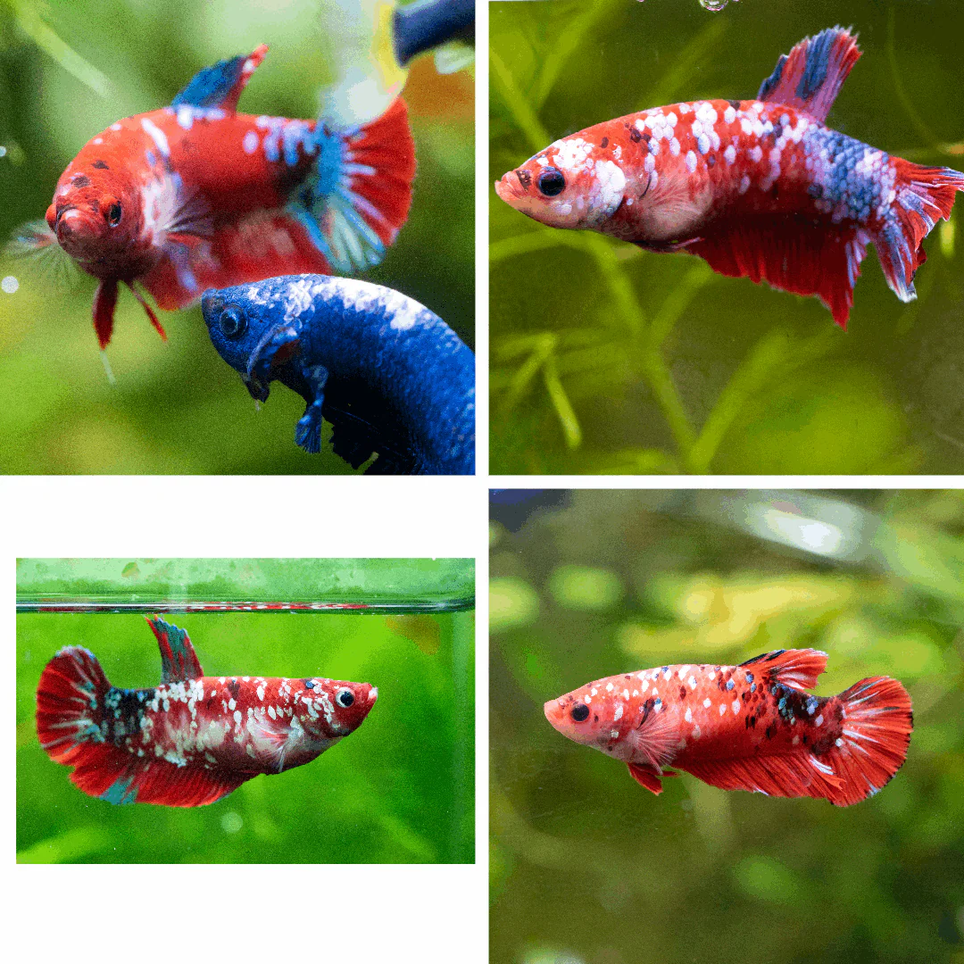 Female Betta Fish Koi Red Galaxy Plakat - Image 4