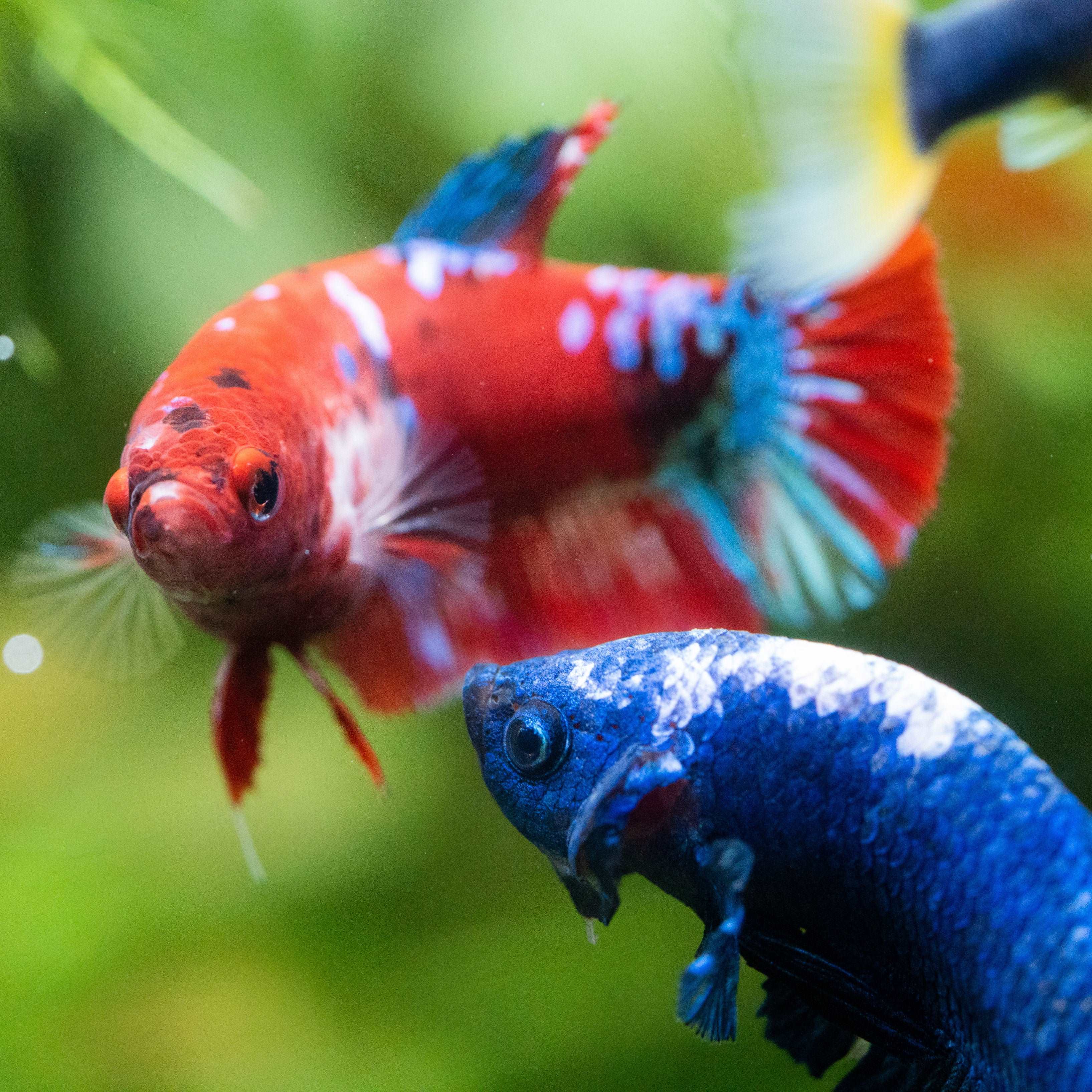 Female Betta Fish Koi Red Galaxy Plakat - Image 7