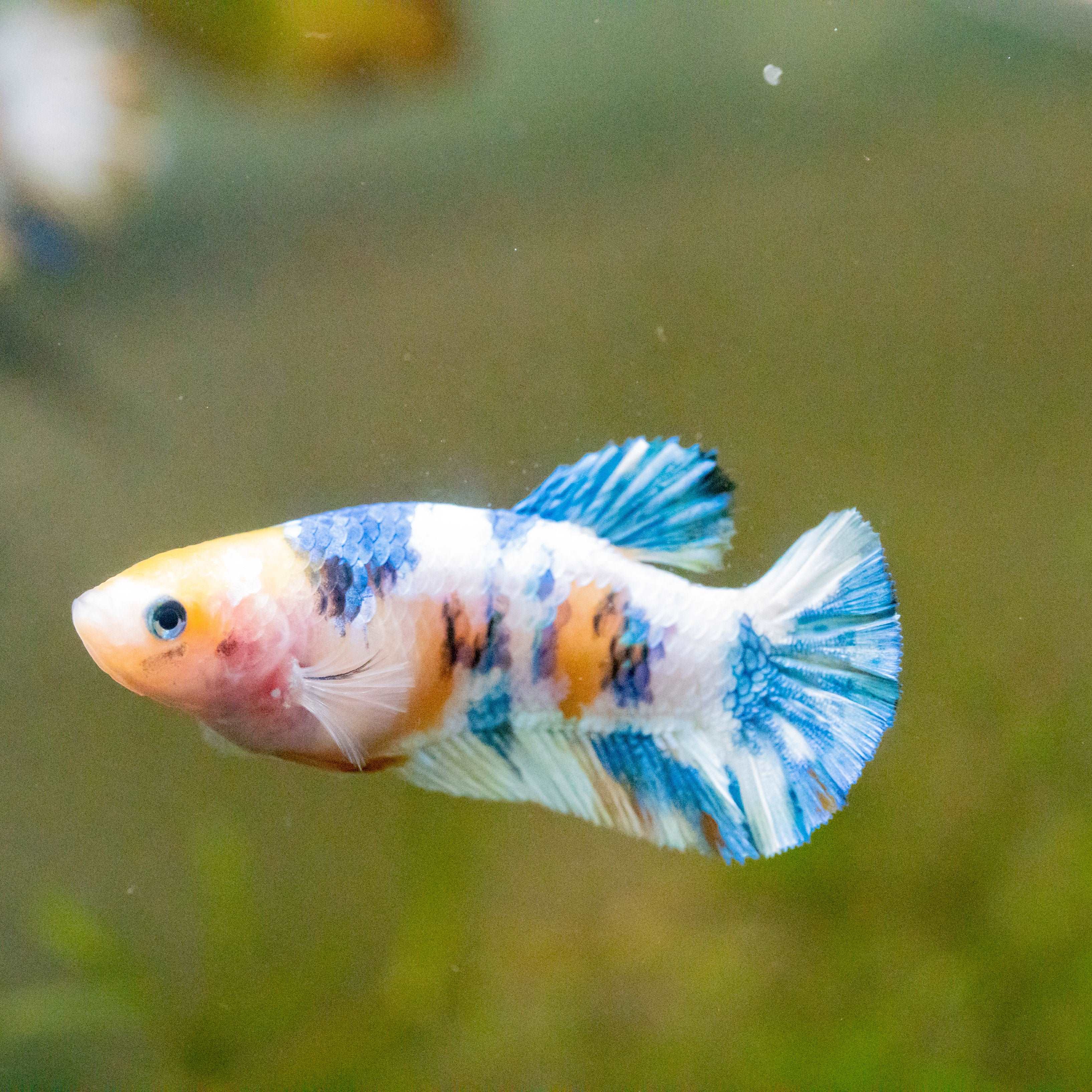 Female Betta Fish Koi Yellow Galaxy - Image 5