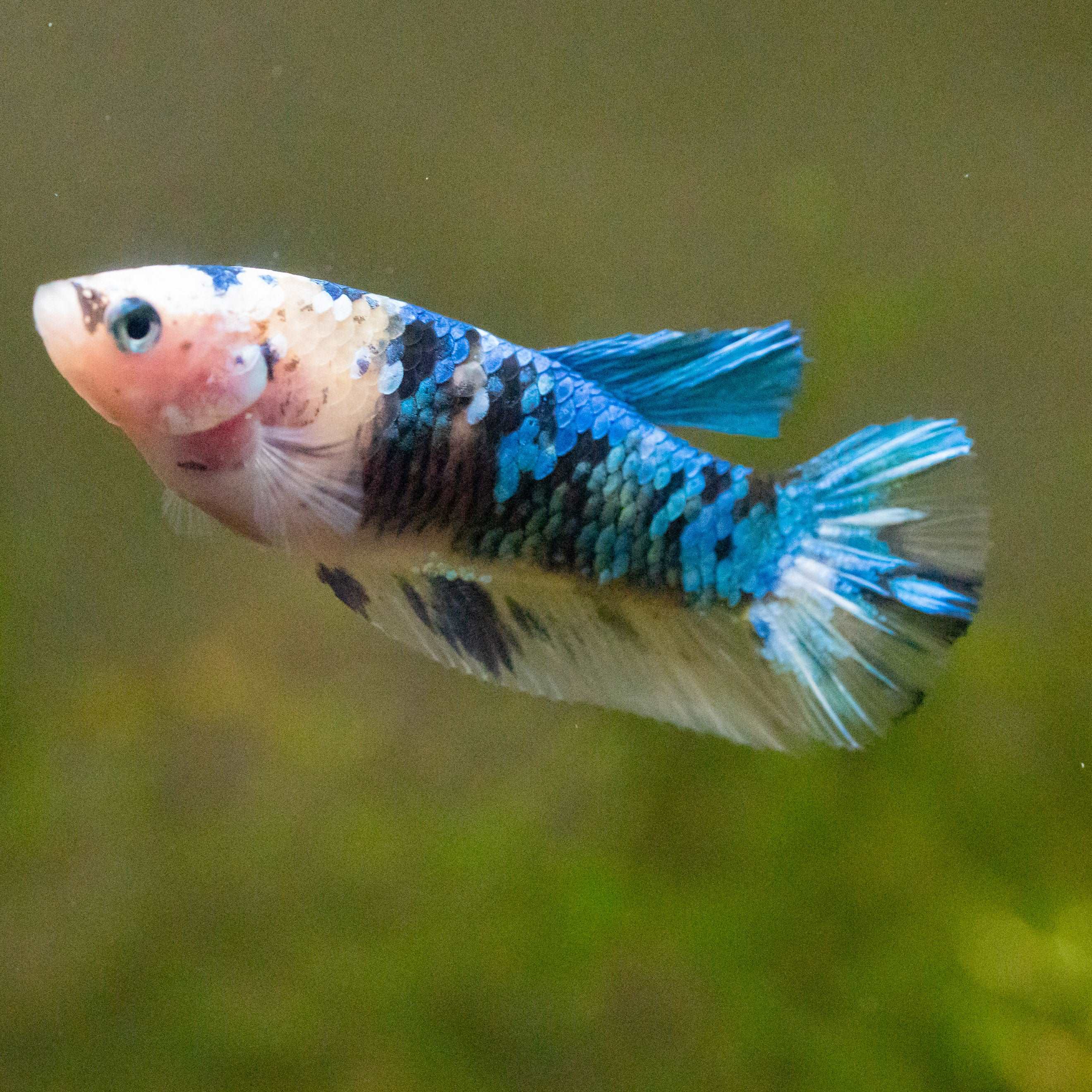 Female Betta Fish Koi Yellow Galaxy - Image 6
