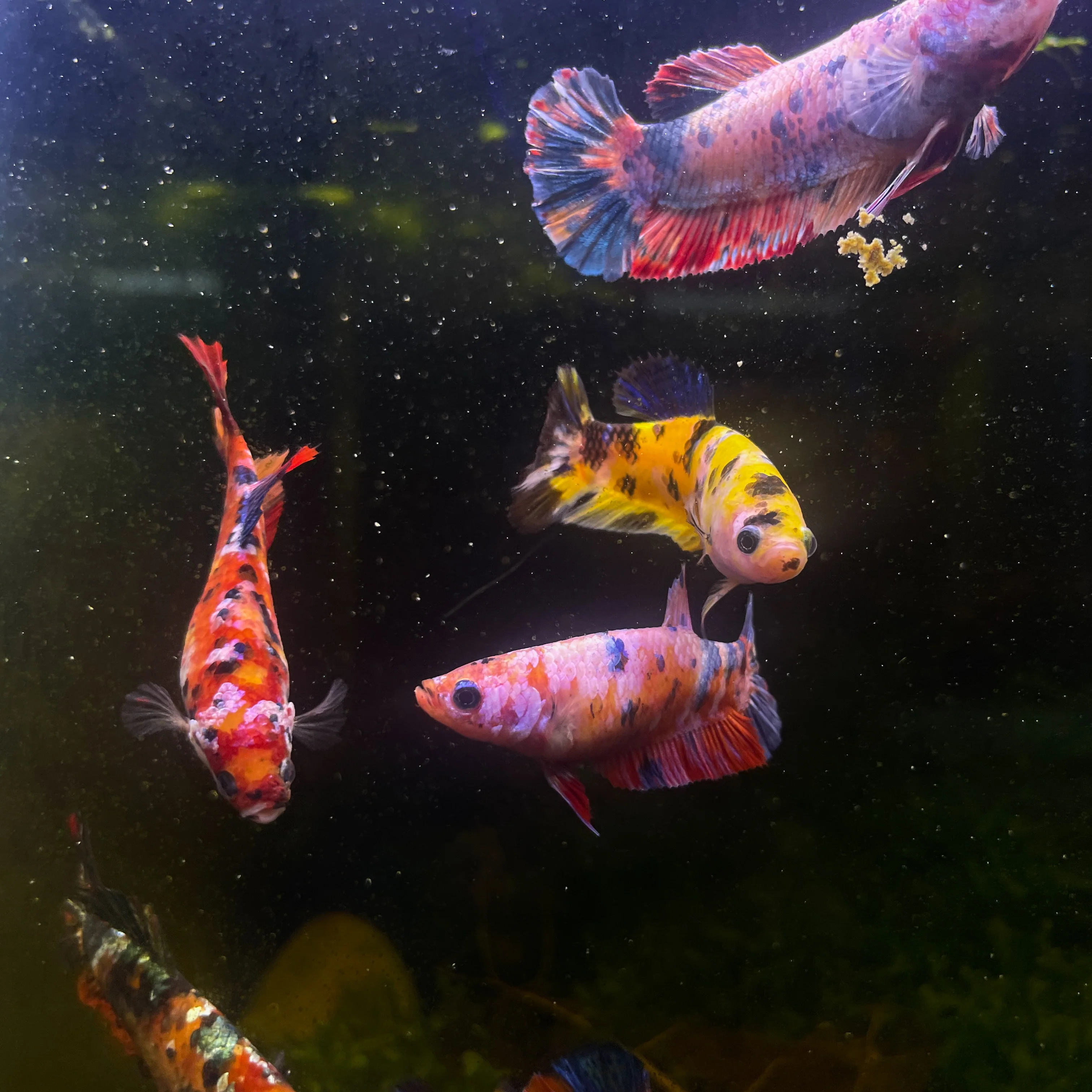 Female Giant Betta Fish - Image 3
