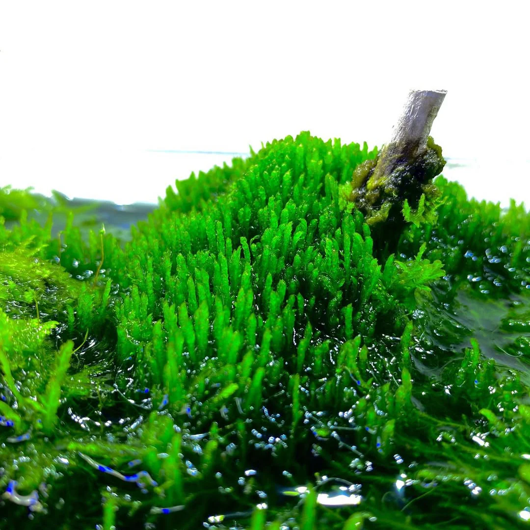 Flame Moss on Stainless Steel - Image 3