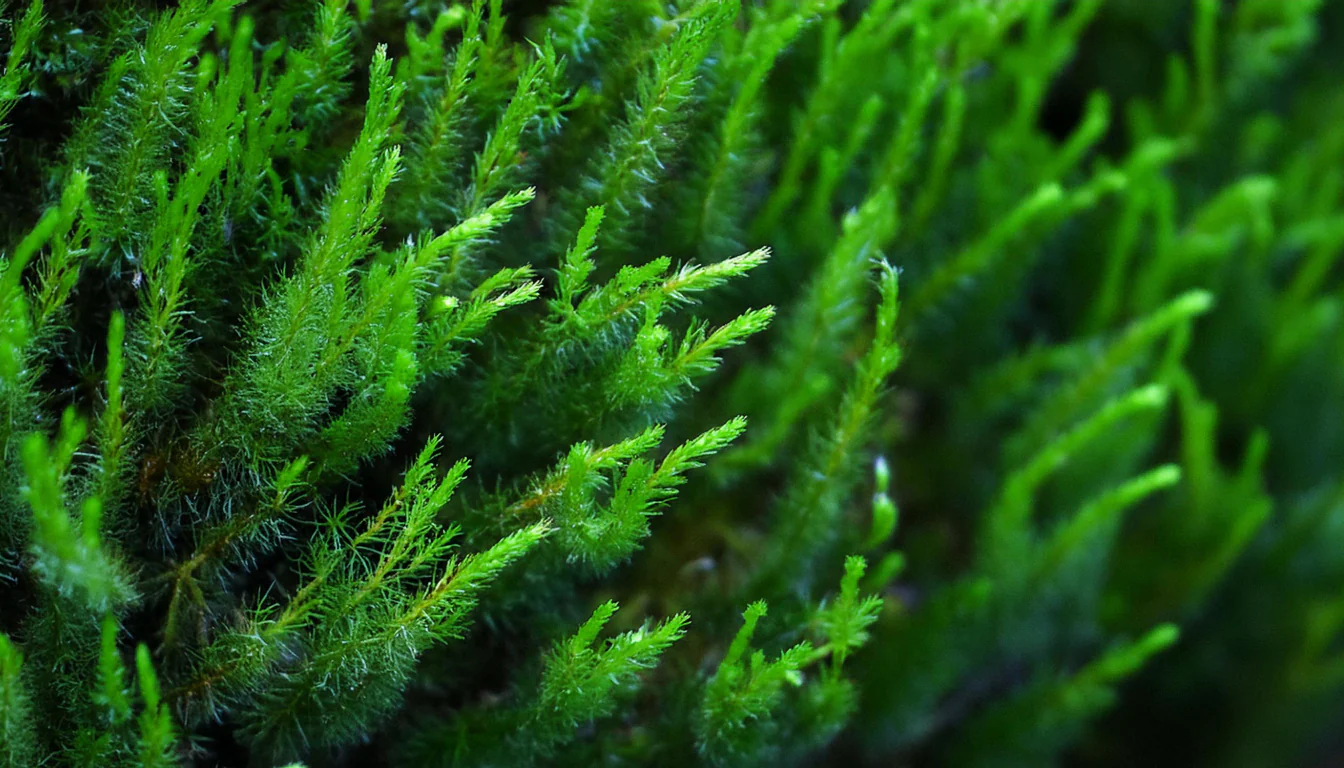 Flame Moss on Stainless Steel - Image 4