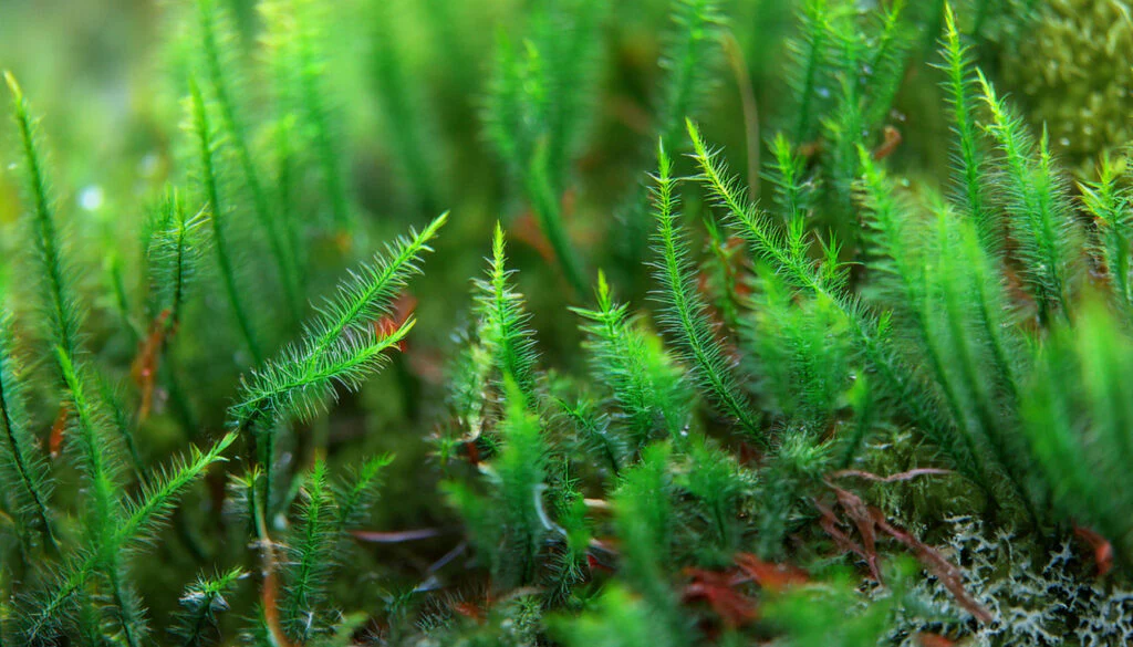 Flame Moss on Stainless Steel - Image 5