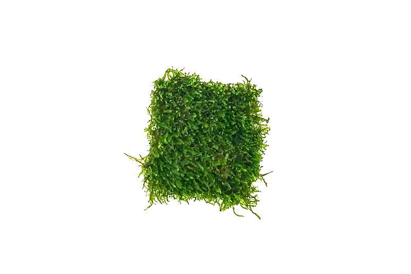Flame Moss on Stainless Steel - Image 6