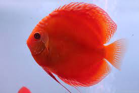 Full Red Albino Discus Fish - Image 3