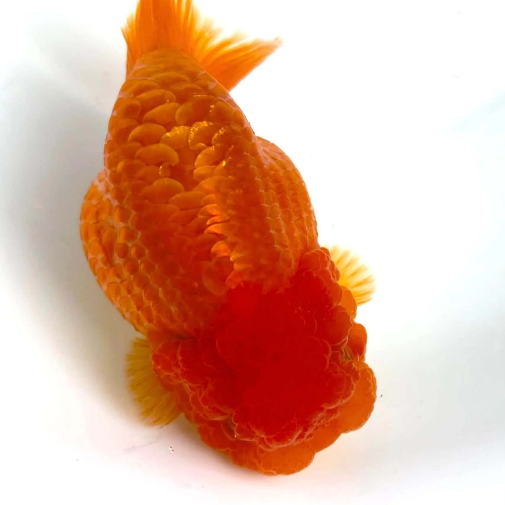 Full Scale Ranchu Goldfish | Grower Pick - Image 3