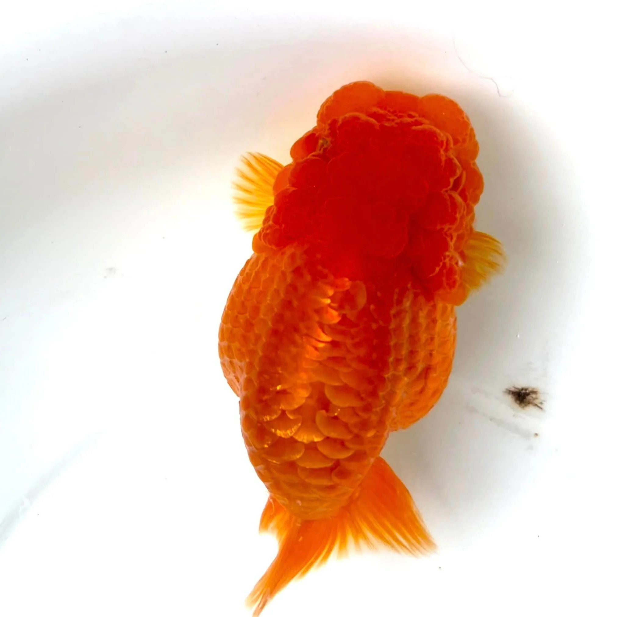 Full Scale Ranchu Goldfish | Grower Pick - Image 4