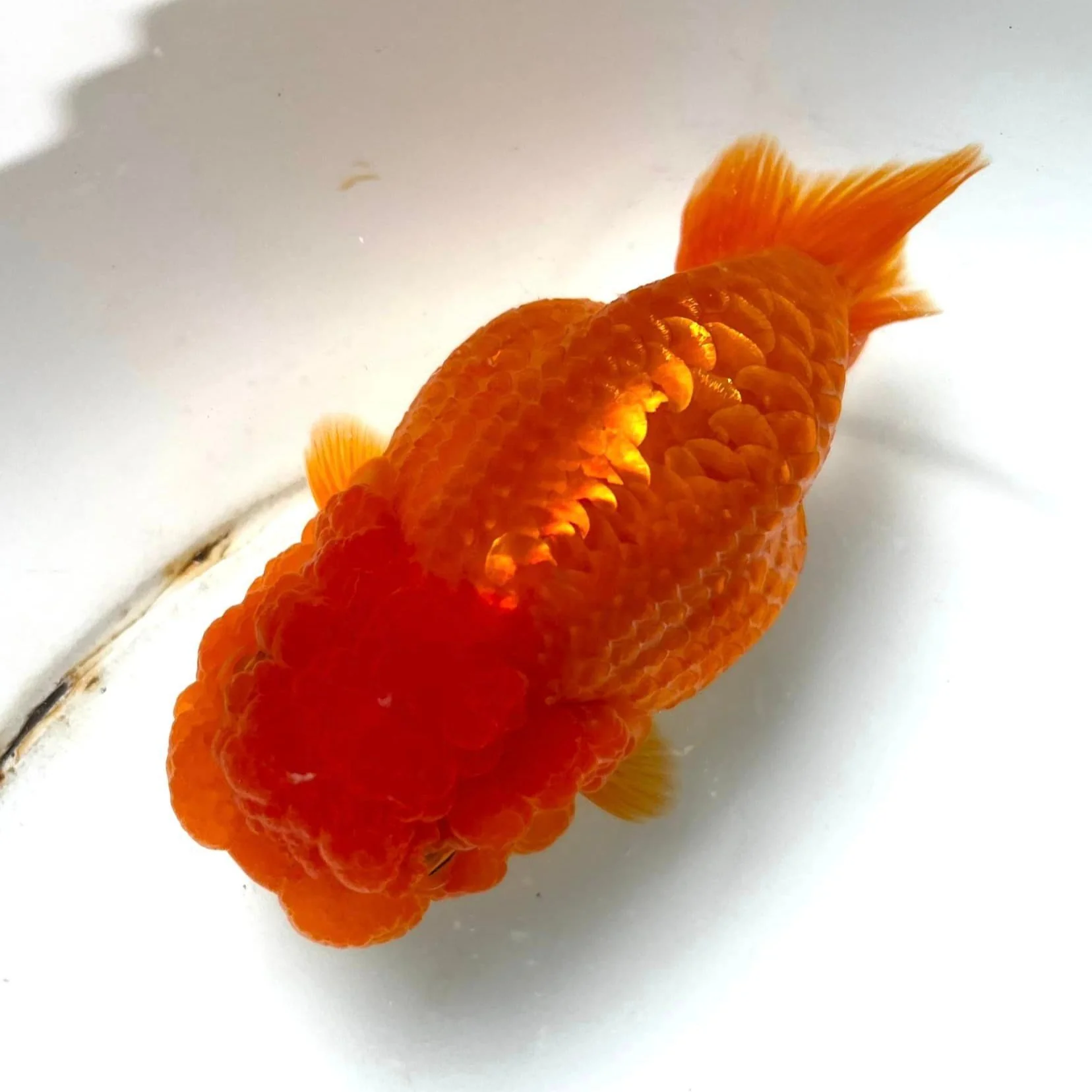 Full Scale Ranchu Goldfish | Grower Pick - Image 5