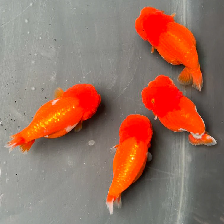 Full Scale Ranchu Goldfish | Grower Pick - Image 6