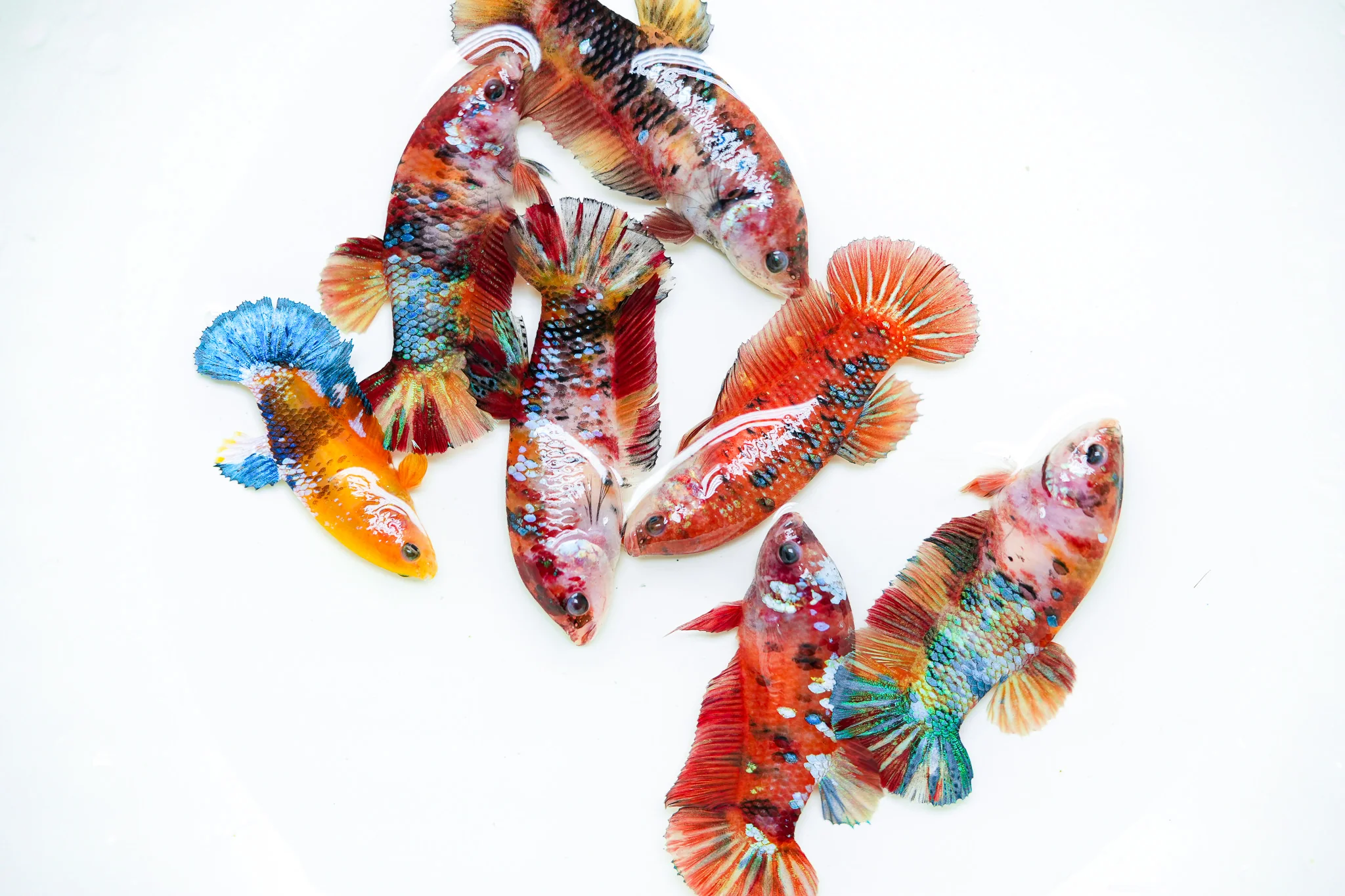 Giant Koi Nemo Female Betta Fish Sorority | Successful Sorority Pack - Image 3