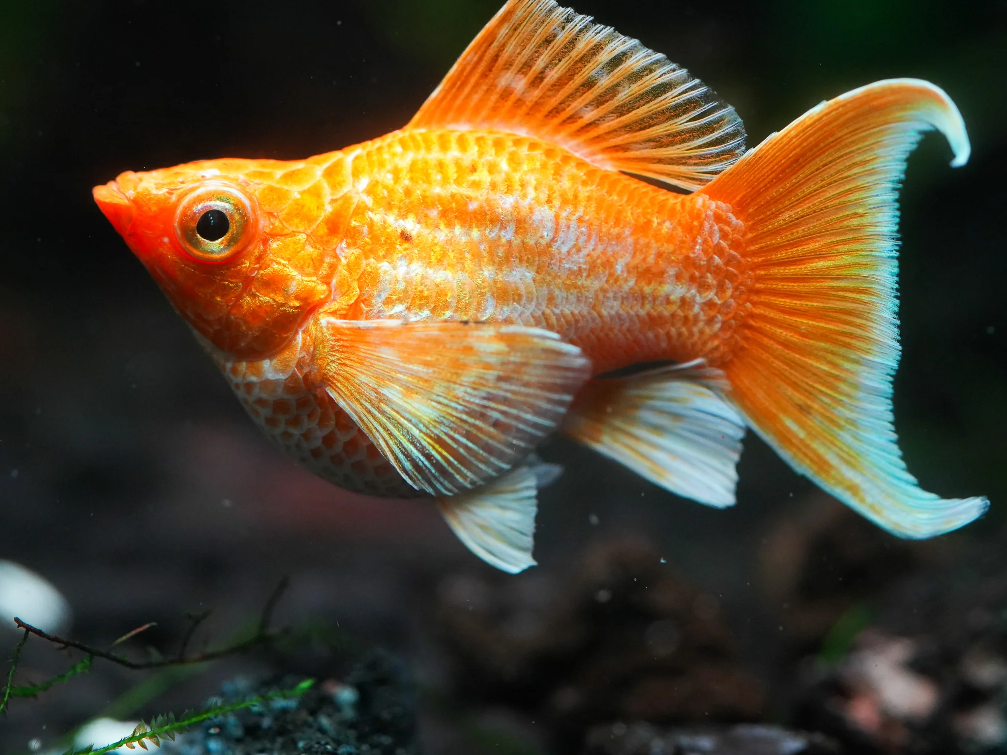 Golden Balloon Lyretail Molly Fish - Image 3