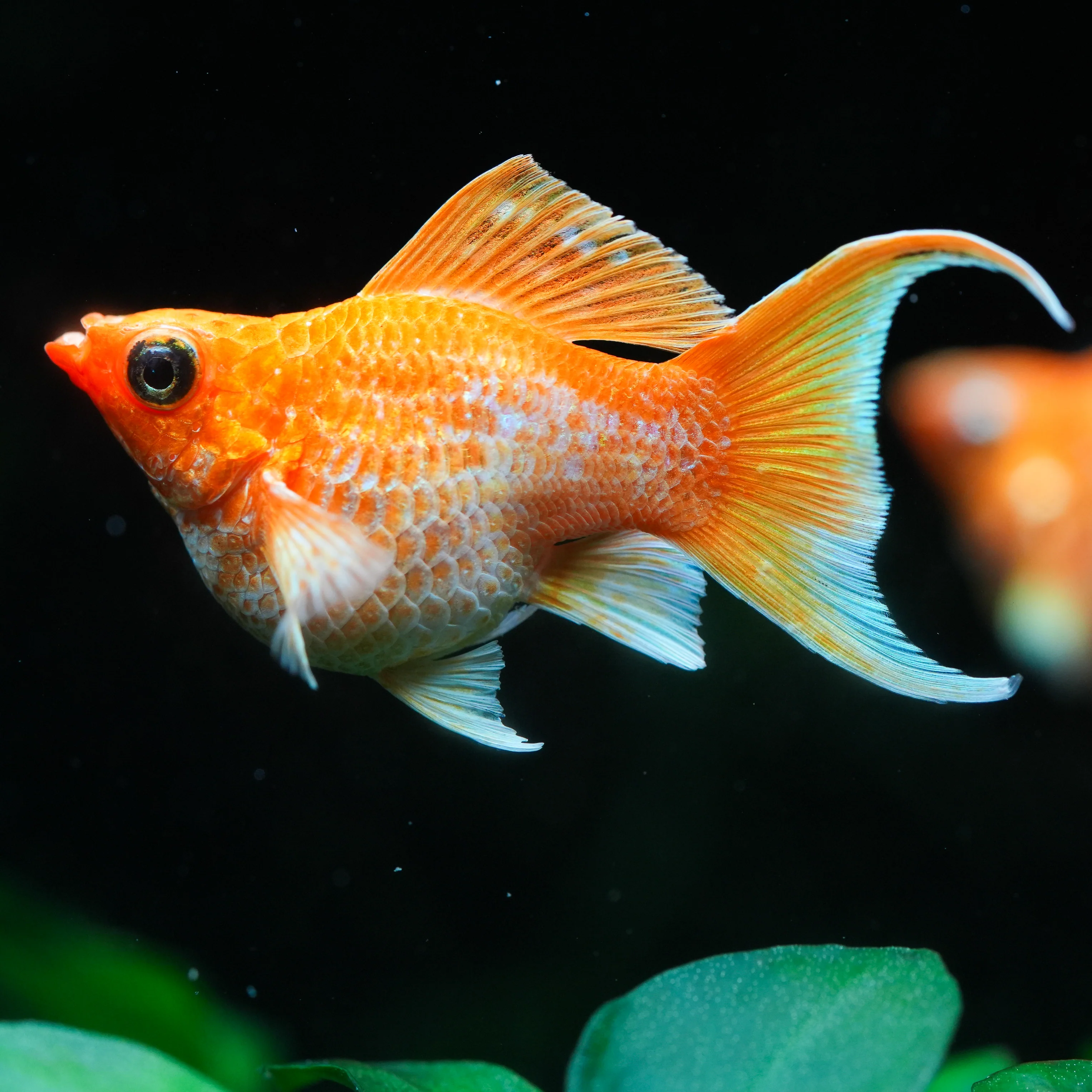 Golden Balloon Lyretail Molly Fish - Image 4