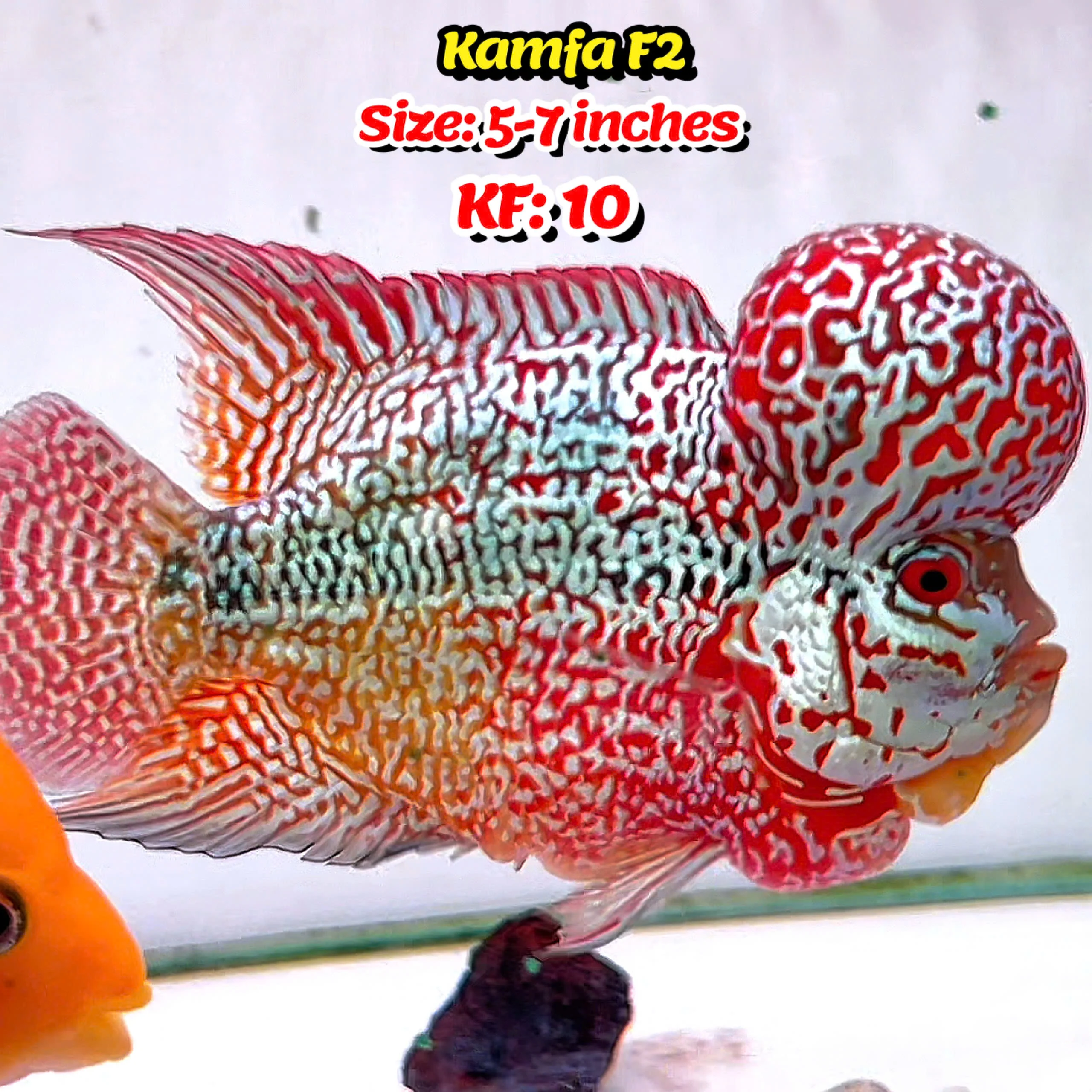 Golden Base Kamfa Flowerhorn Cichlid | You Pick Fish | - Image 10