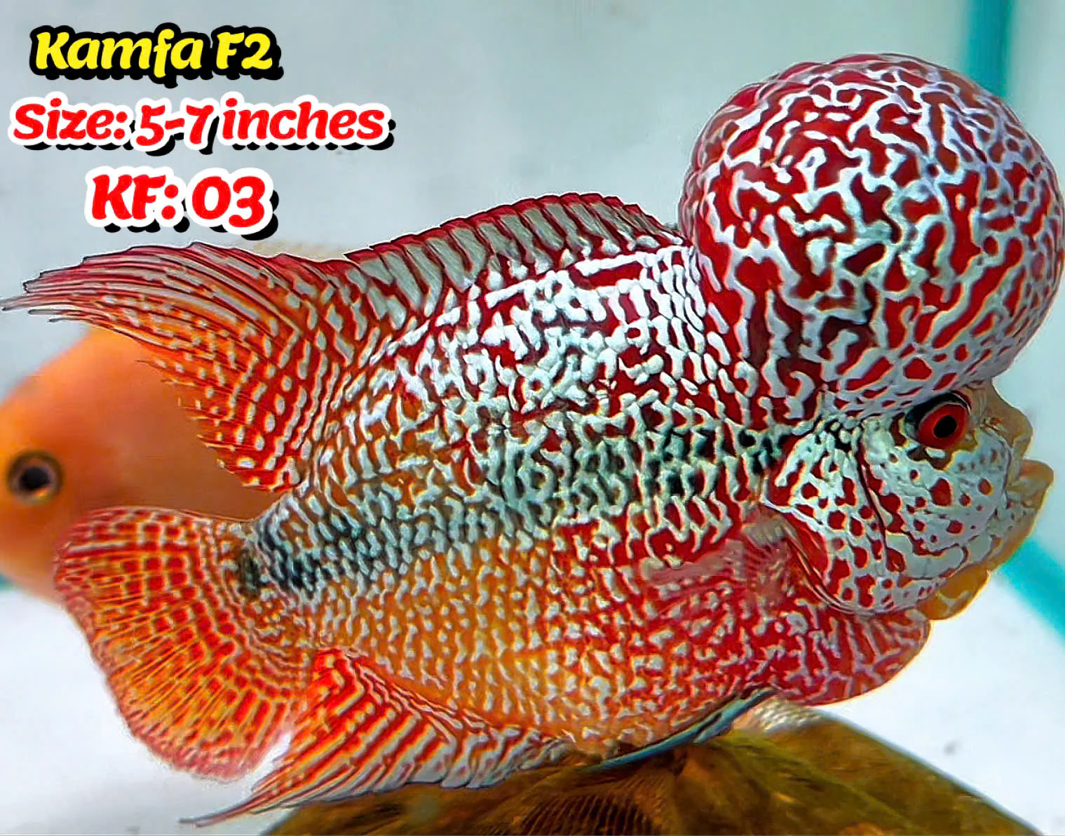 Golden Base Kamfa Flowerhorn Cichlid | You Pick Fish | - Image 3